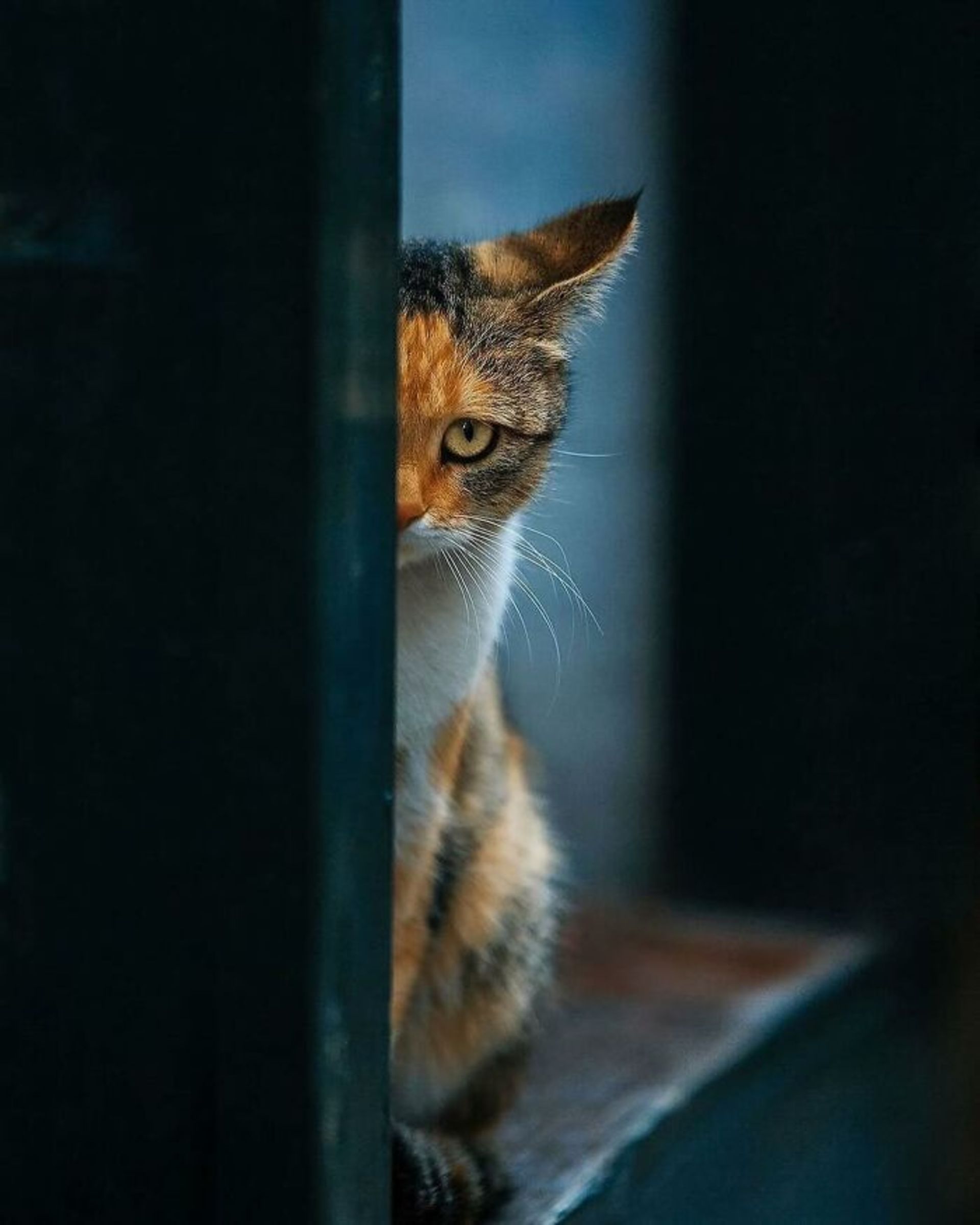 گربه پشت دیوار