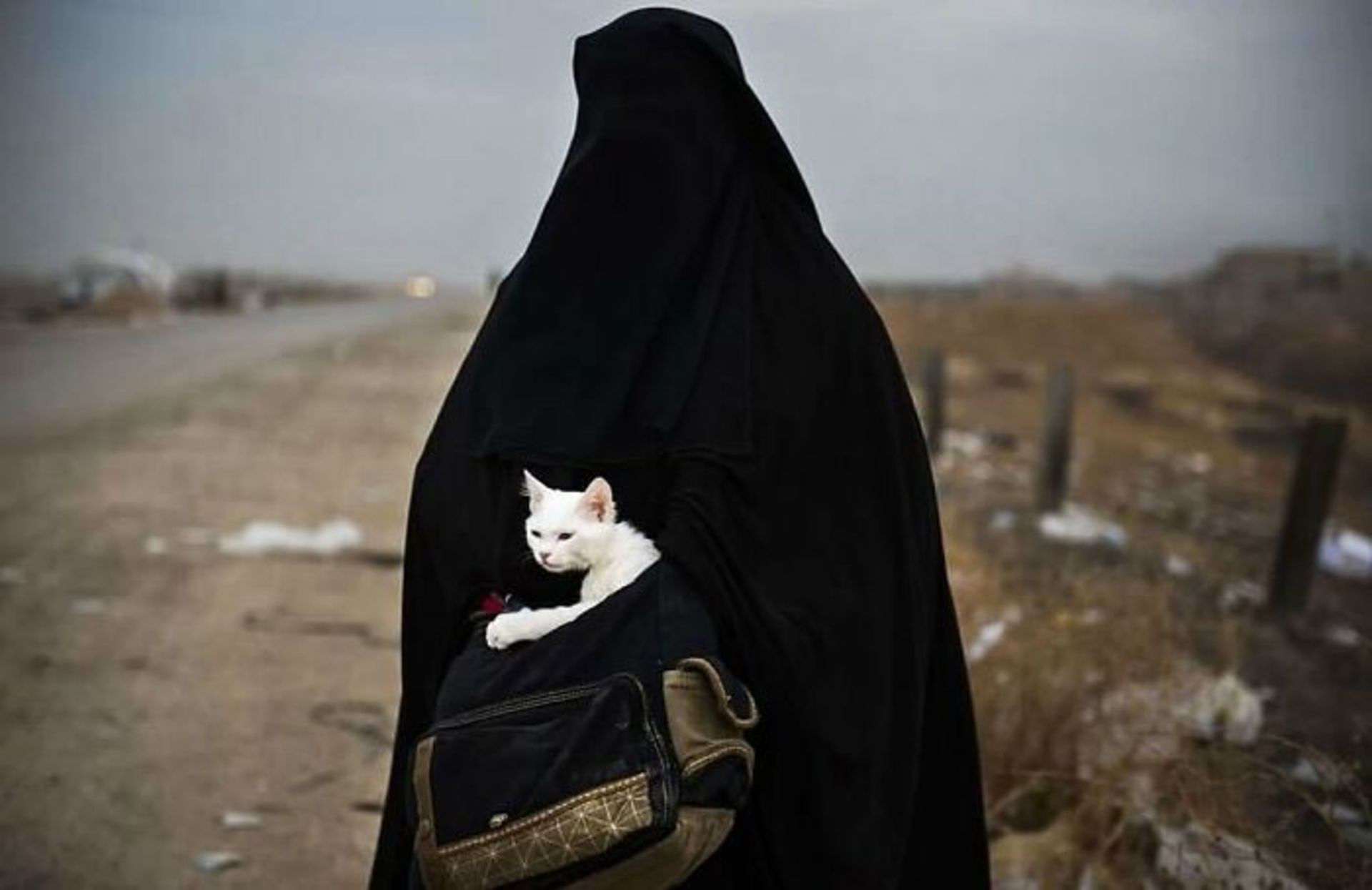 گربه سفید در کیف زن چادر مشکی
