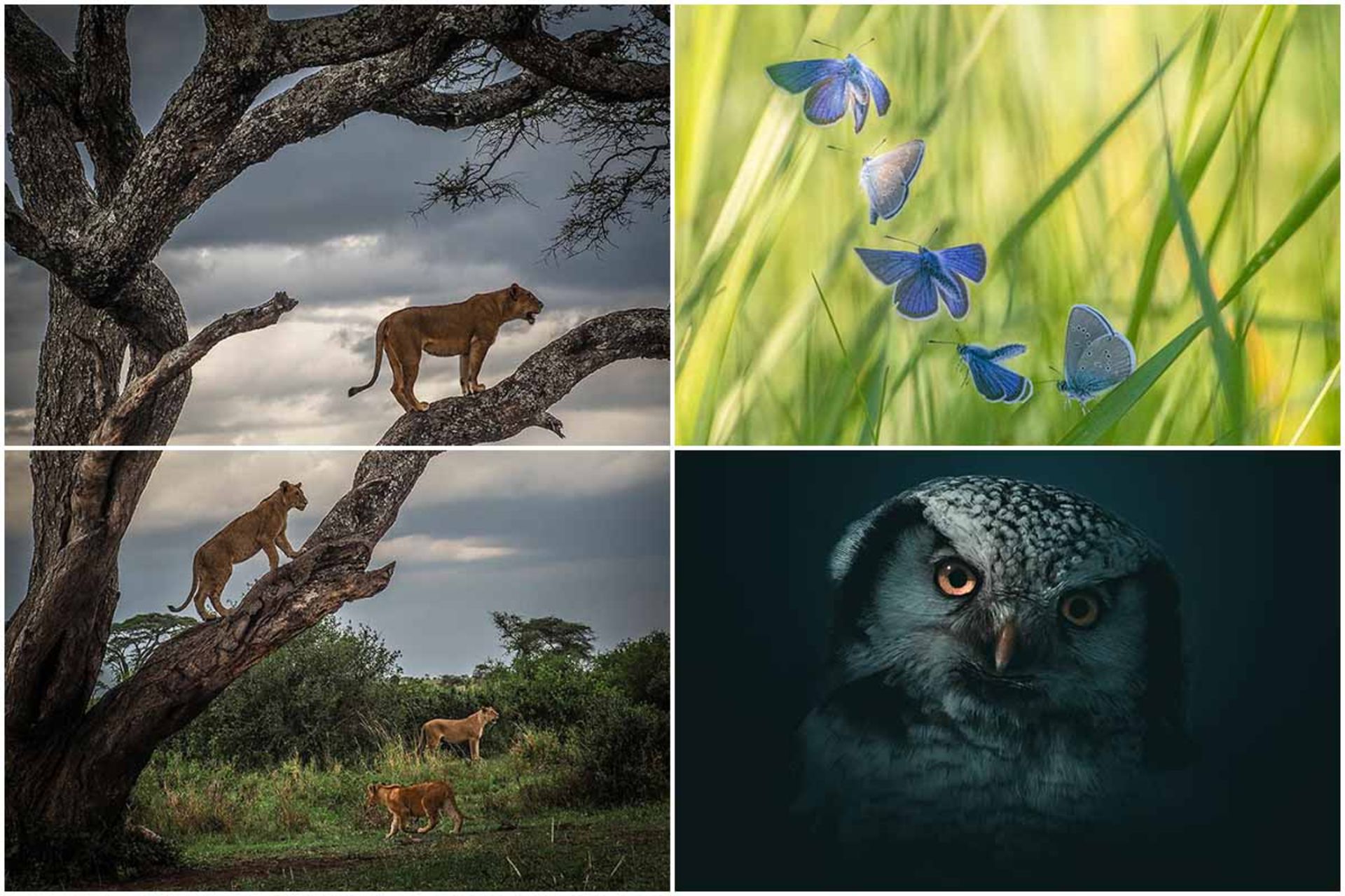 برندگان مسابقه عکاسی Maestro