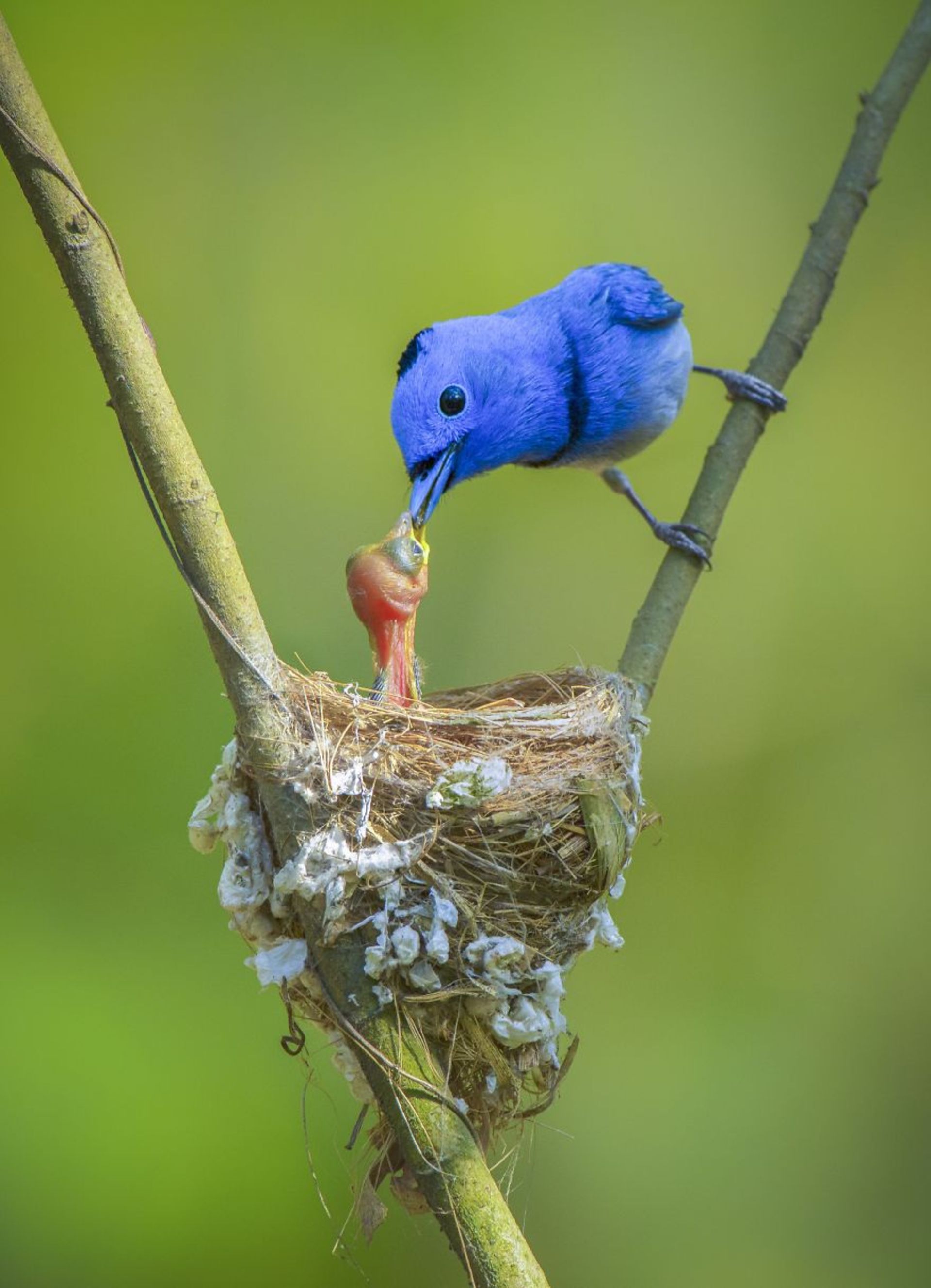 غذا دادن پرنده آبی به جوجه