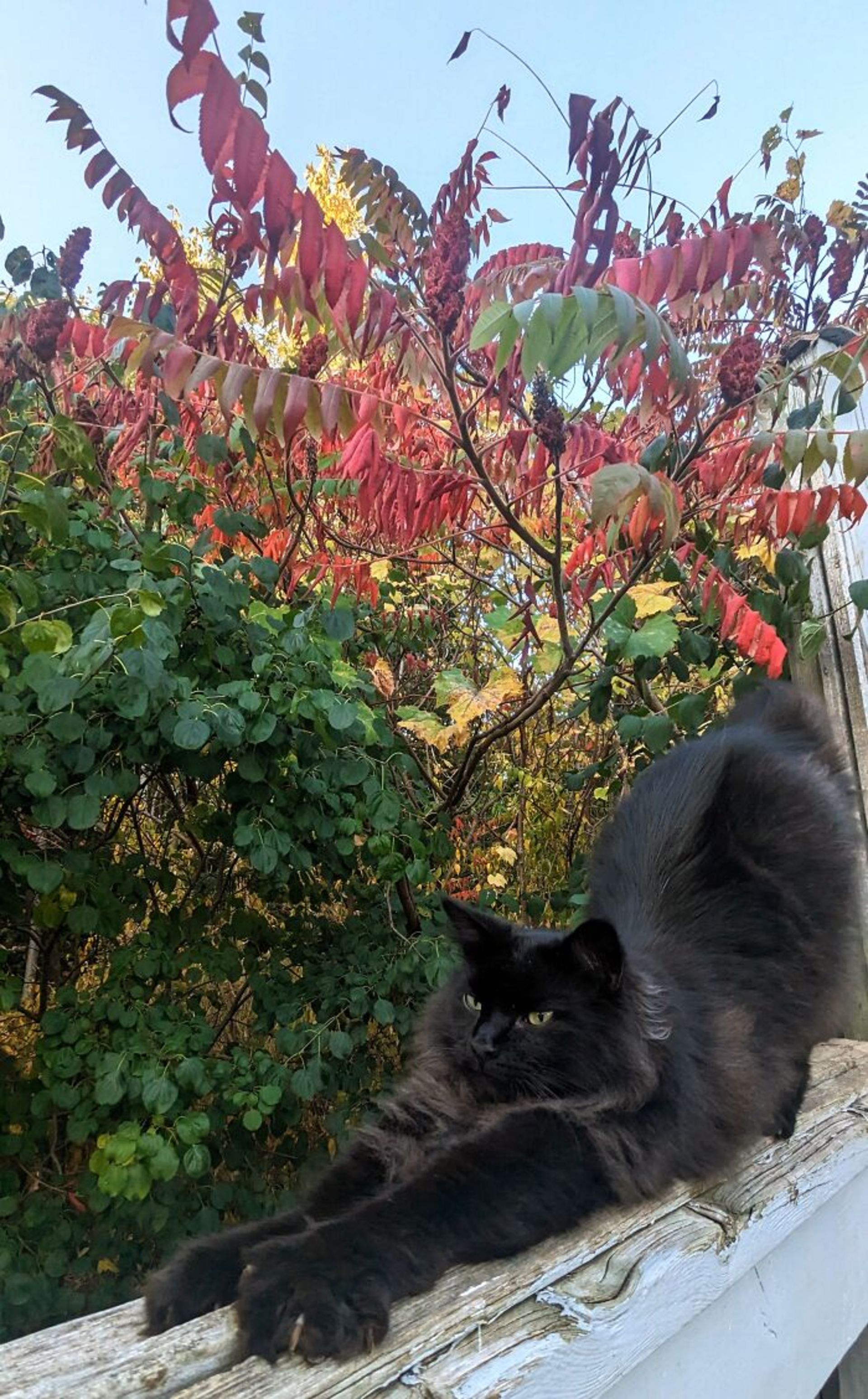 گربه سیاه برگهای پاییزی