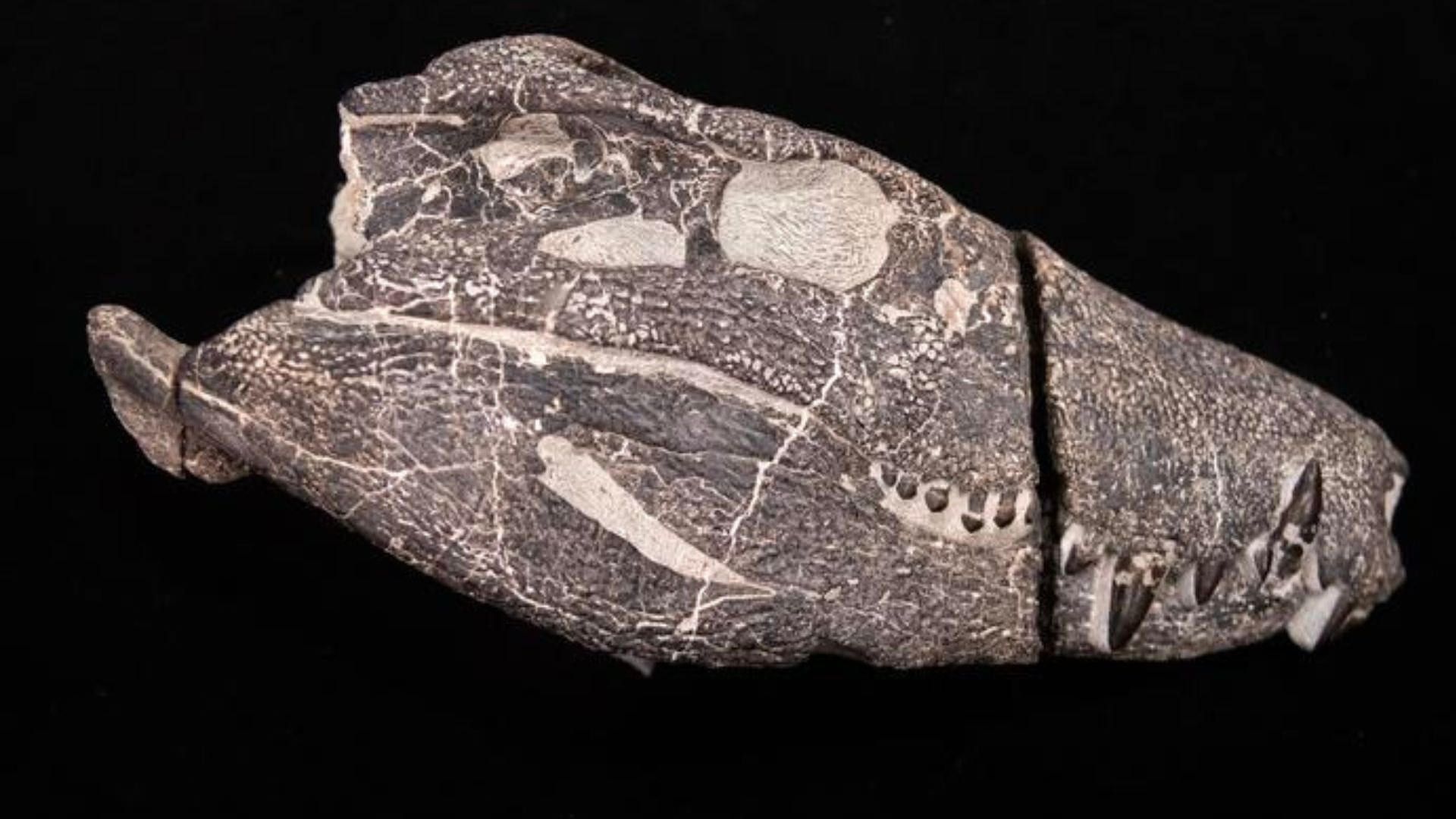 جمجمه فسیل شده کوستنسوکوس آتروکس