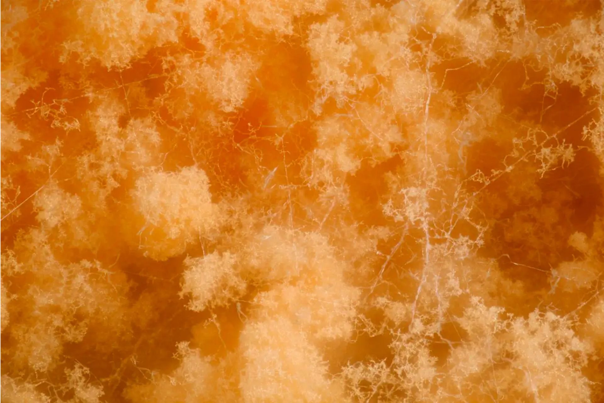 قارچ Neurospora crassa