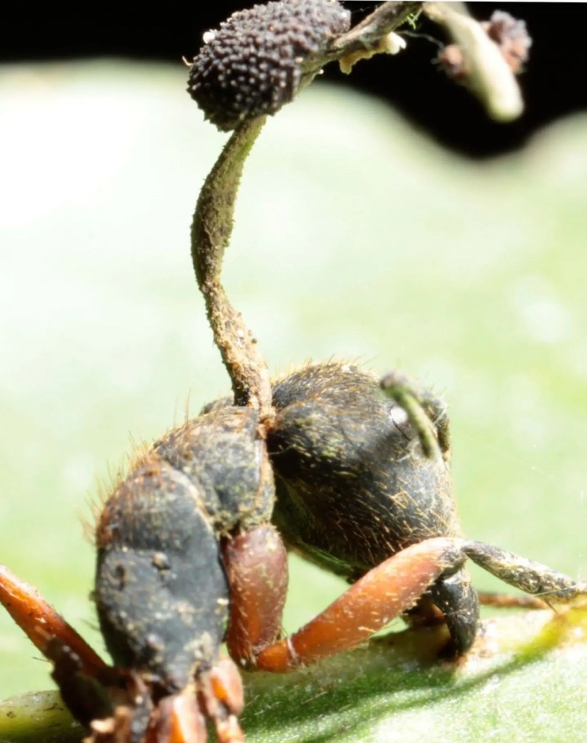 ساقه قارچی از سر یک مورچه مرده آلوده به انگل زامبی رشد می‌کند