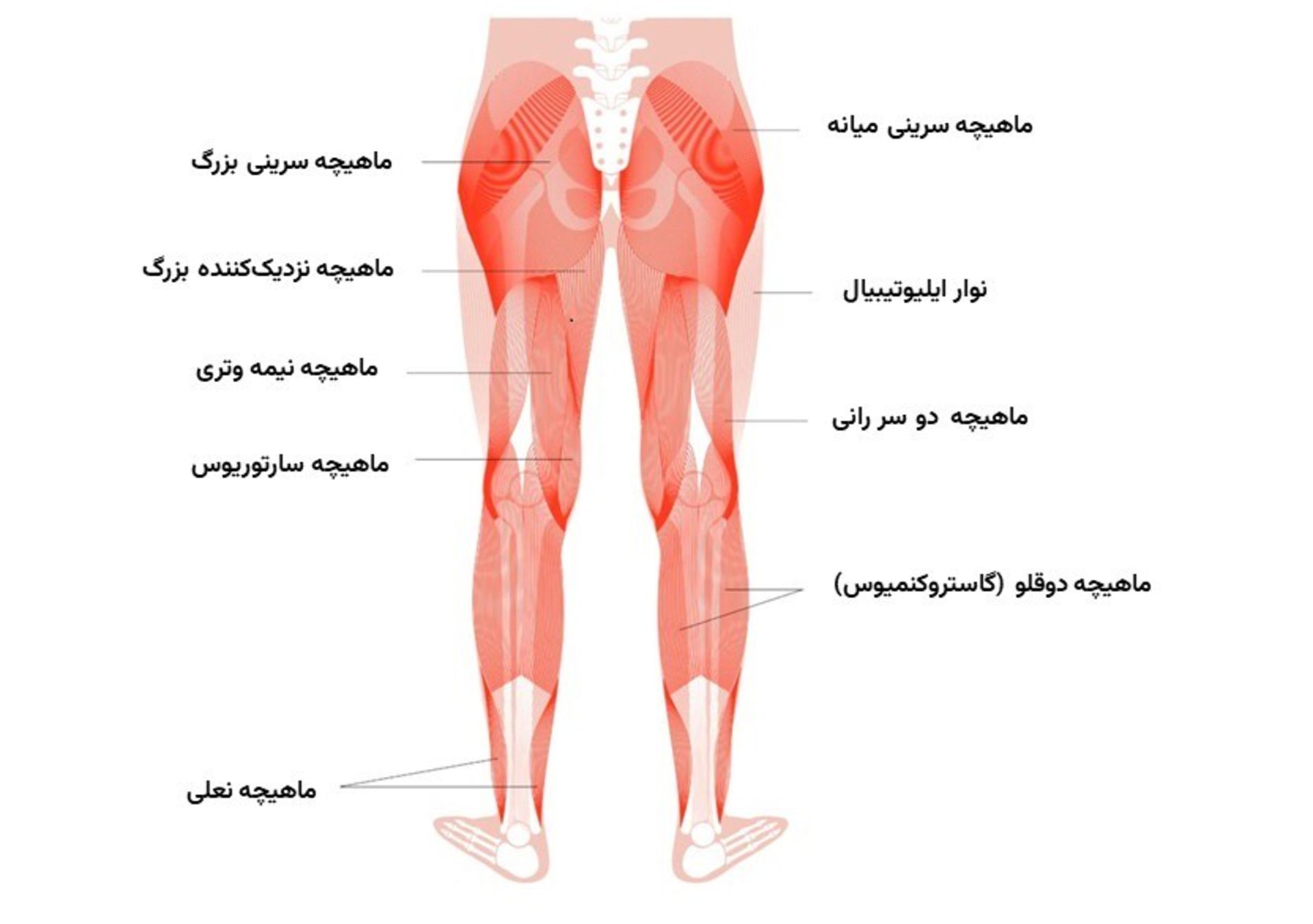 ماهیچه سرینی میانه و ماهیچه سرینی بزرگ در کنار عضلات استخوان‌های مجاور