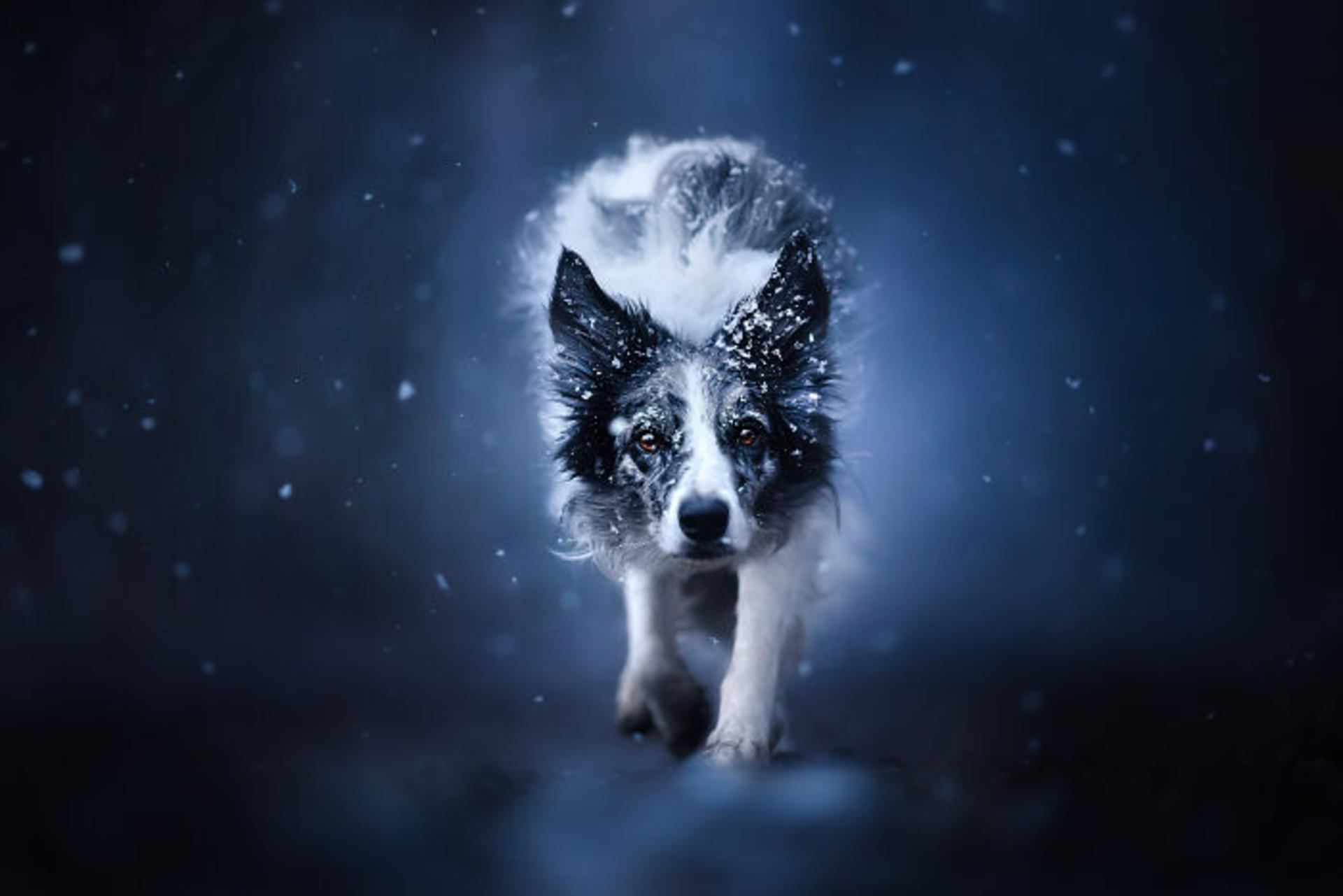 مسابقه عکاسی حیوانات خانگی ۲۰۲۳