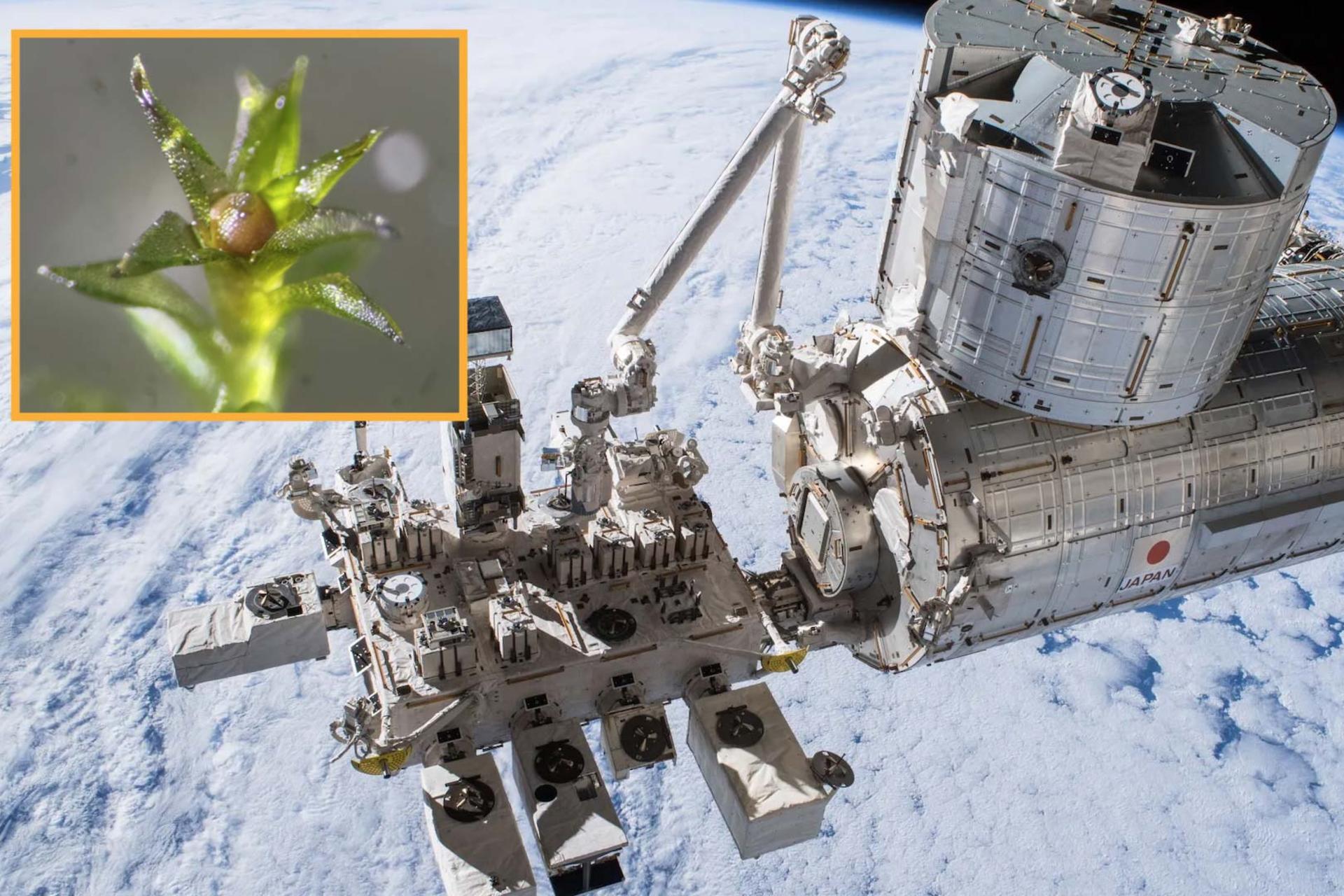 تصویر اسپور خزه در کنار ایستگاه فضایی بین‌المللی در مدار زمین