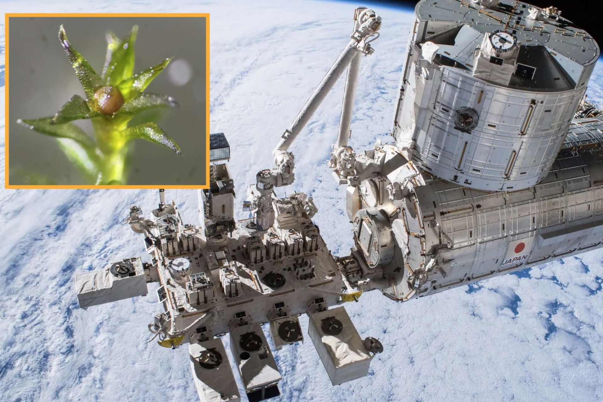 تصویر اسپور خزه در کنار ایستگاه فضایی بین‌المللی در مدار زمین