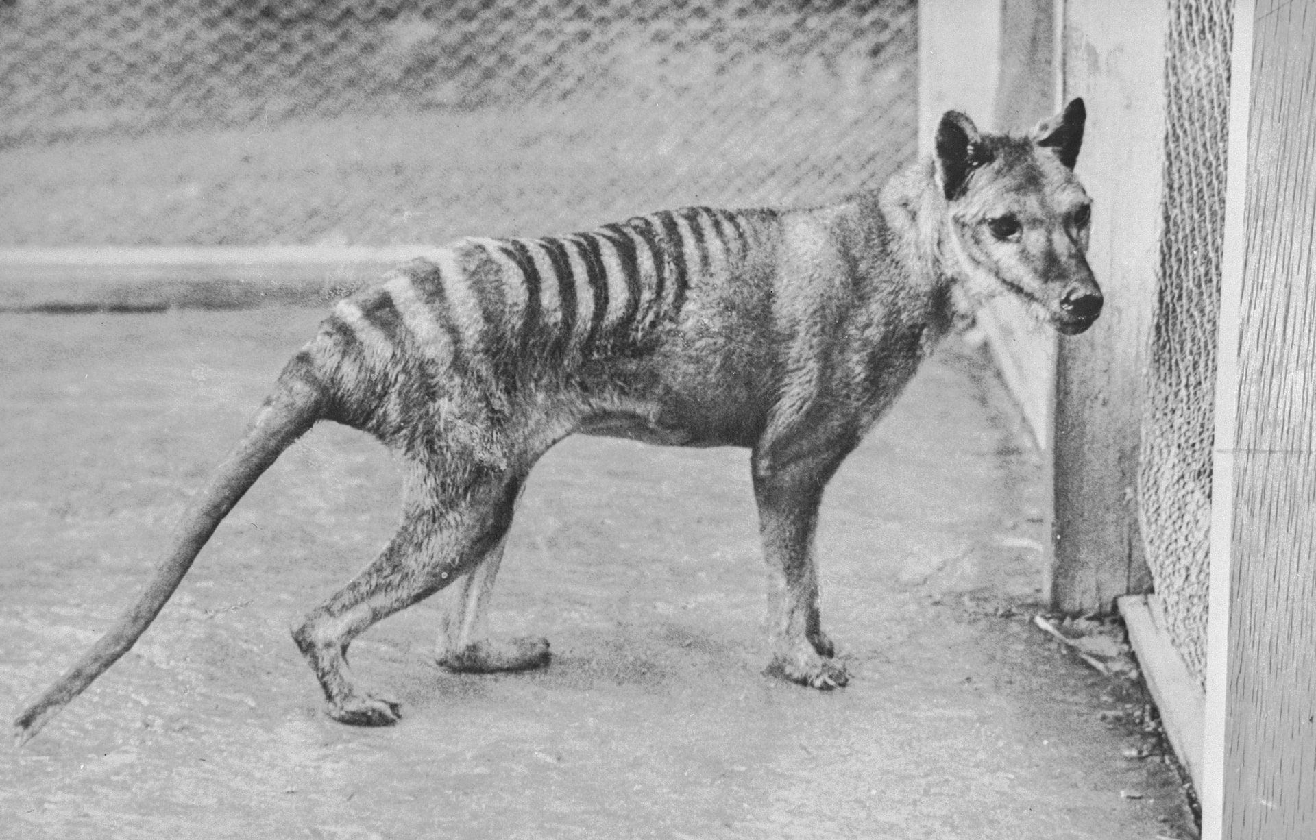 The last known Tasmanian tiger died in 1936 at Hobart Zoo in Tasmania