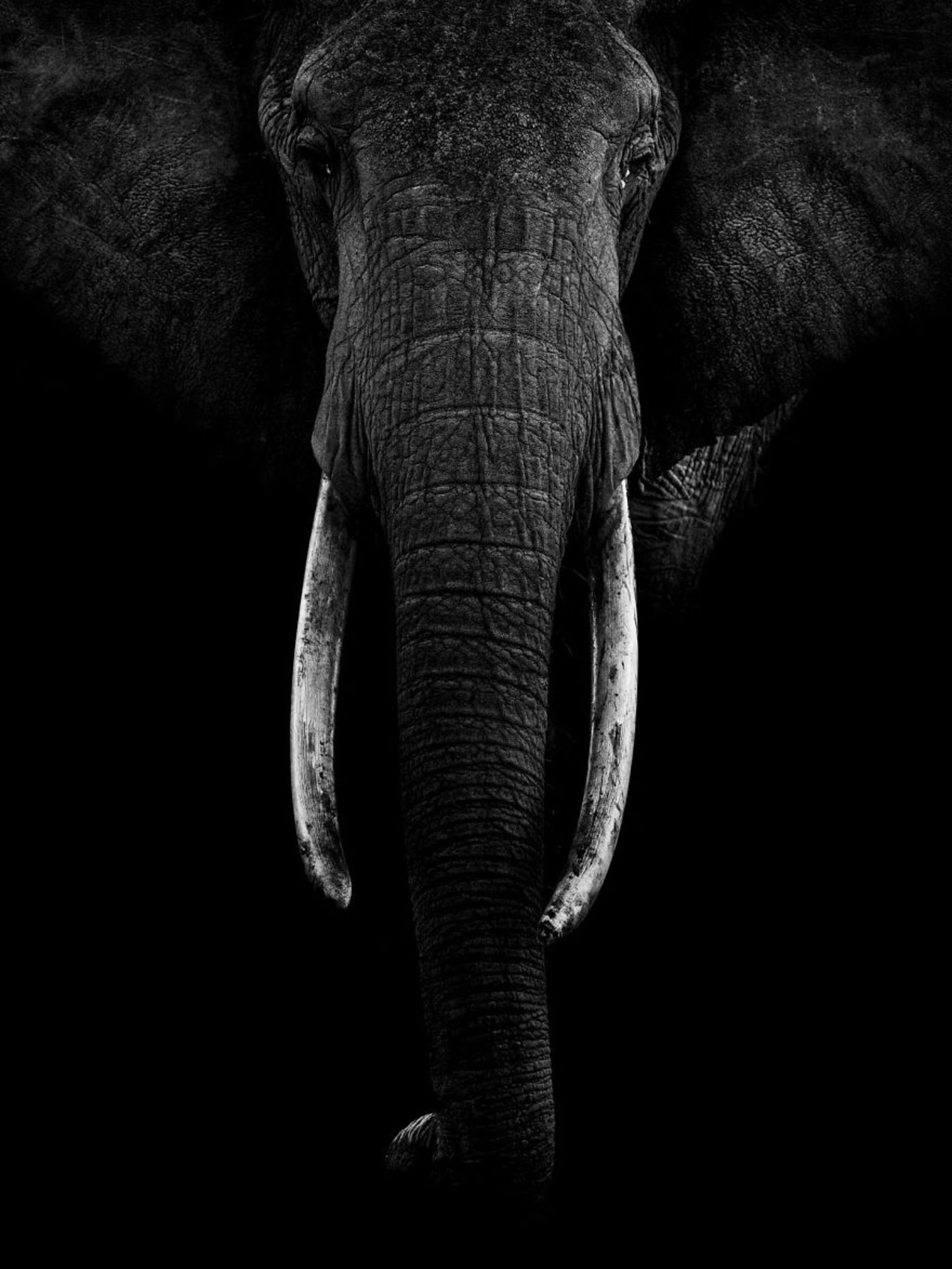 پرتره فیل ملکه مارا رئیس قبیله مادر