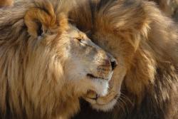 تقدیس زیبایی‌های دنیای حیوانات برای نجات حیات وحش در معرض انقراض