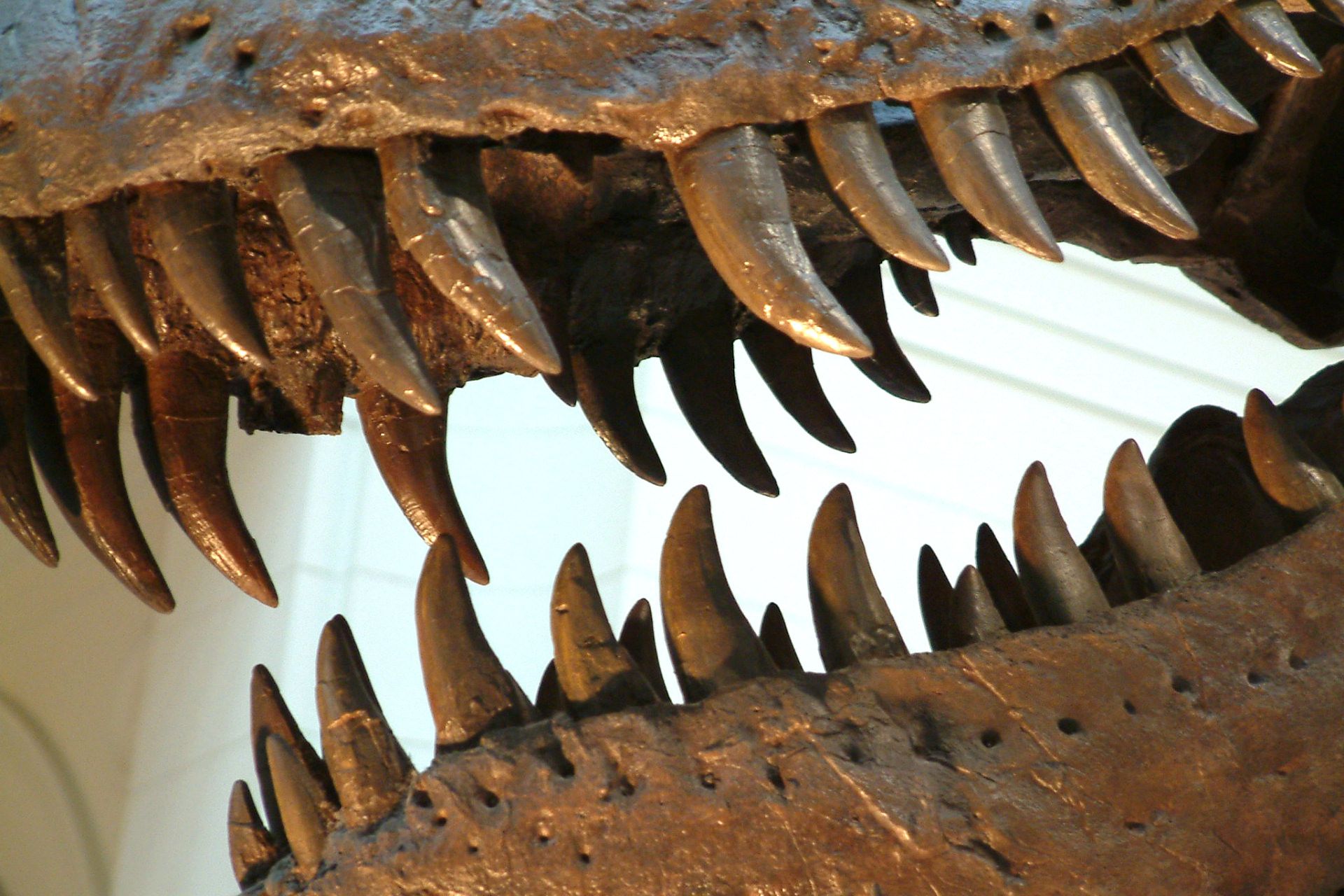 نمای نزدیک دندان‌های دایناسور تی‌رکس