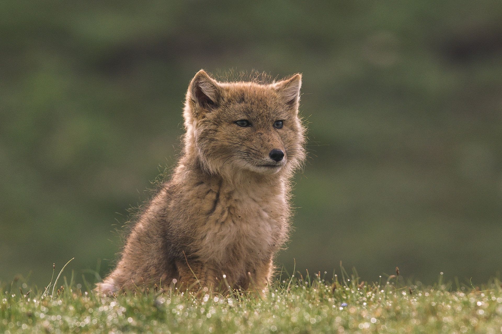 روباه تبتی با چهره مربعی و نگاه قضاوت‌گر در زیستگاهش