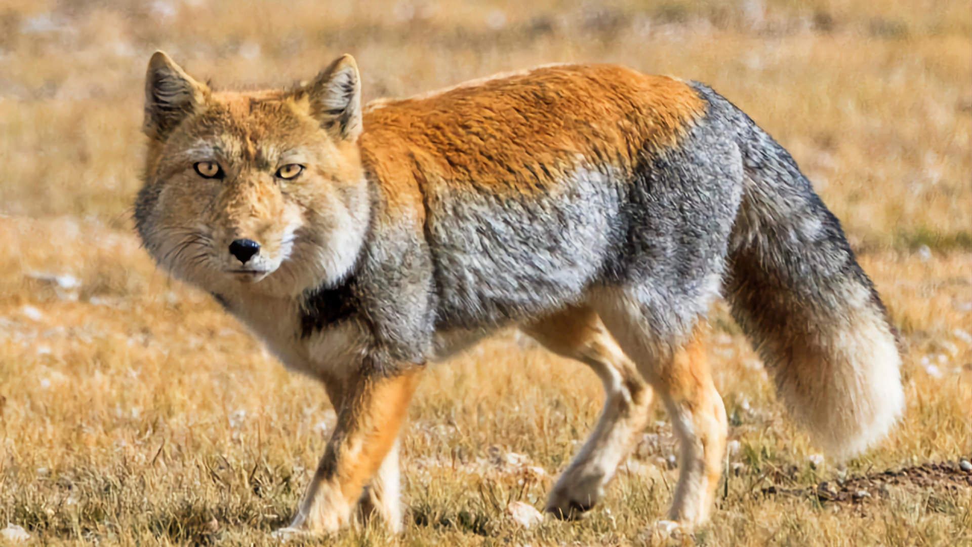 روباه تبتی با چهره مربعی و نگاه قضاوت‌گر در زیستگاهش