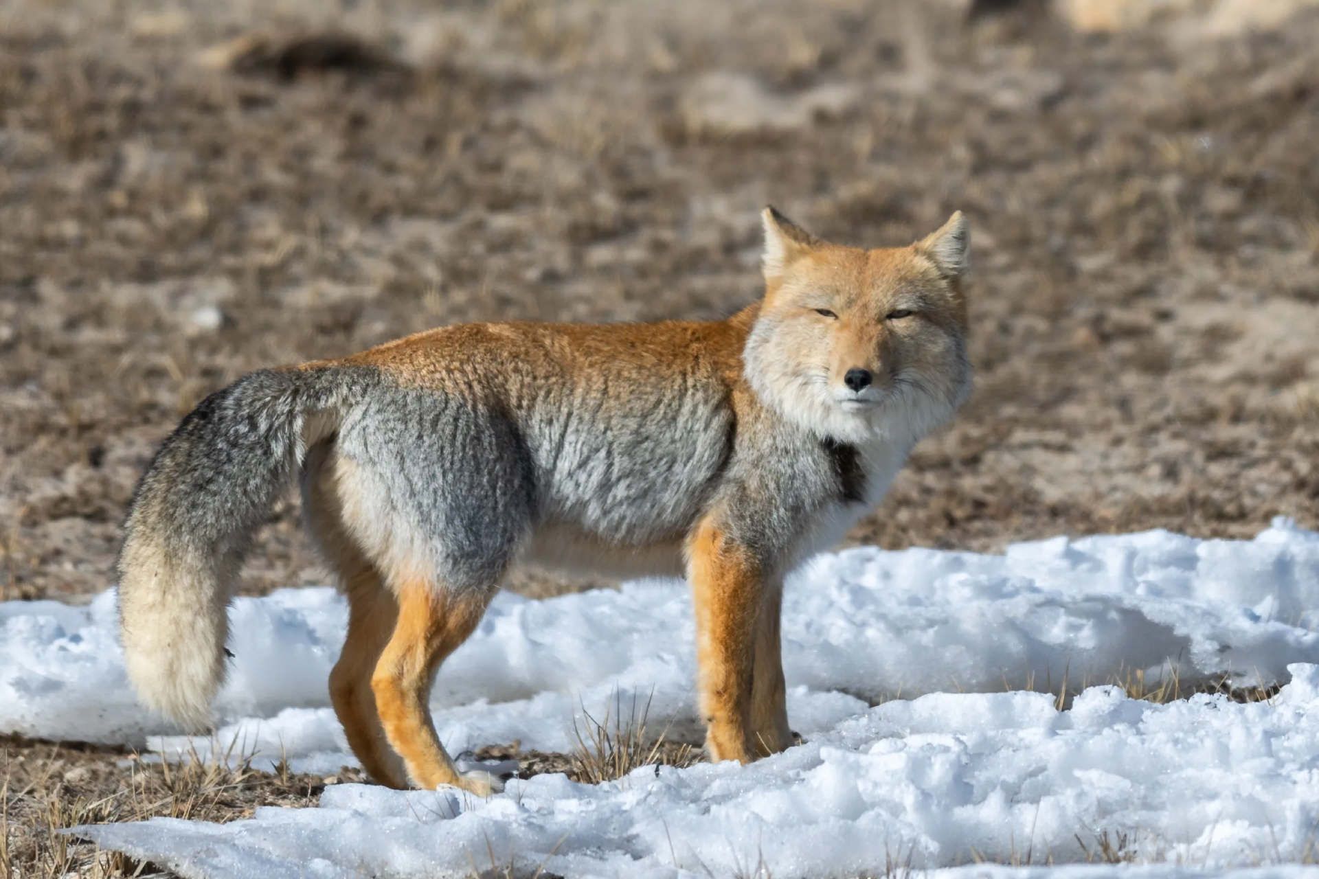 روباه تبتی با چهره مربعی و نگاهی که همیشه قضاوت‌گر به نظر می‌رسد