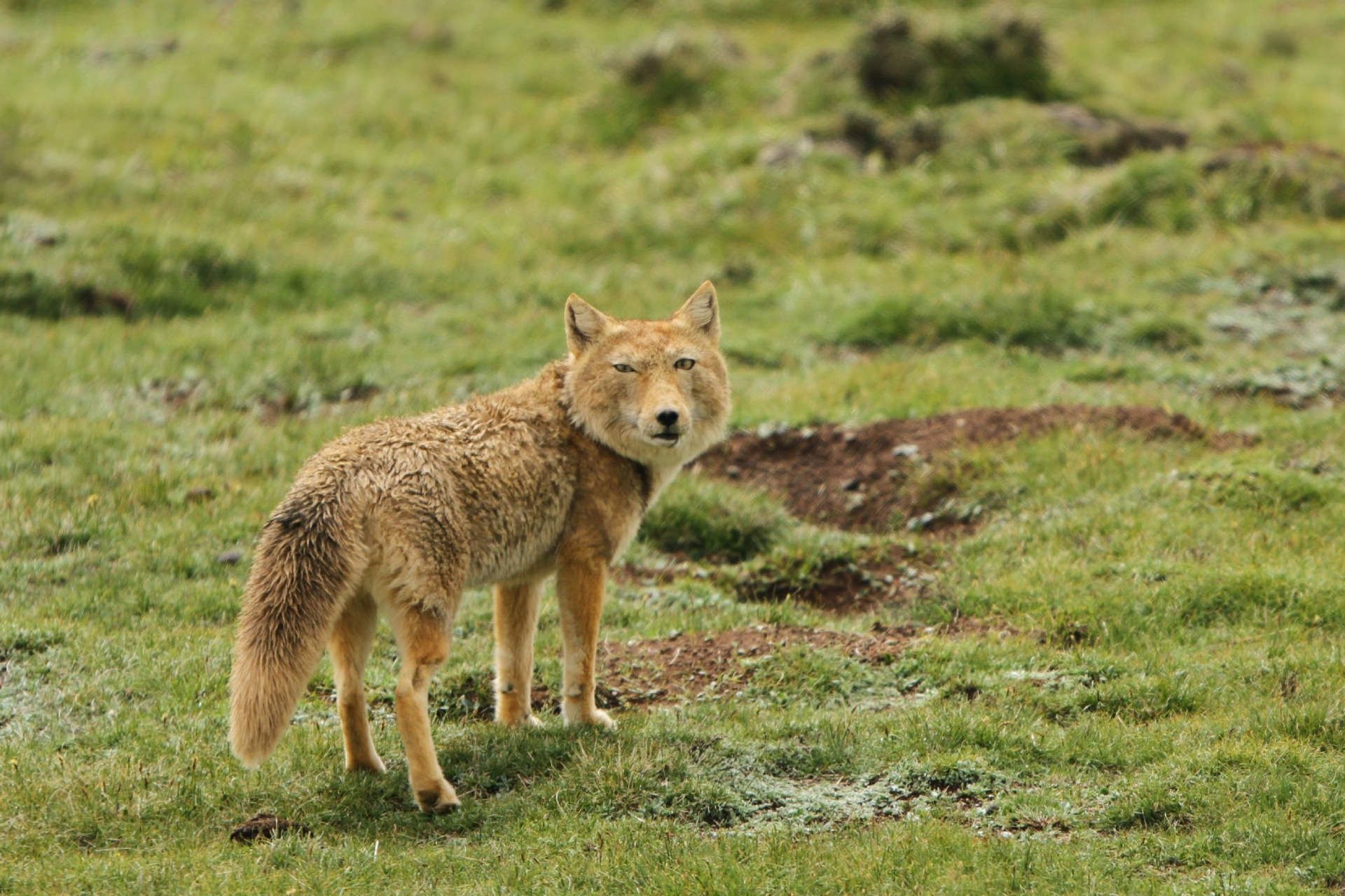 روباه تبتی با چهره مربعی و نگاه قضاوت‌گر در چمن در زیستگاهش