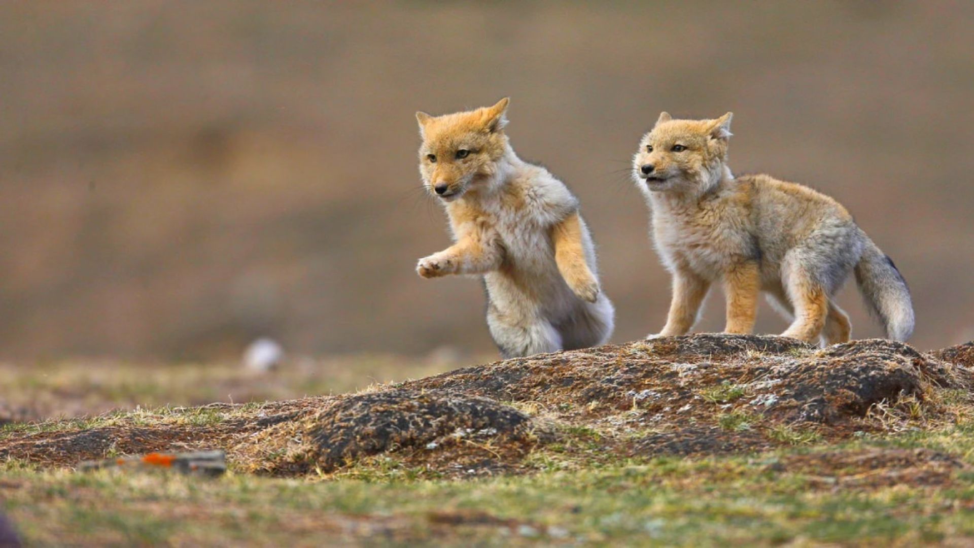 دو بچه روباه تبتی در زیستگاه خود