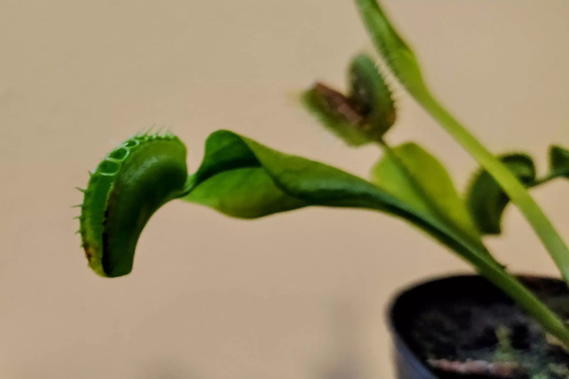 ونوس مگس‌خوار در گلدان