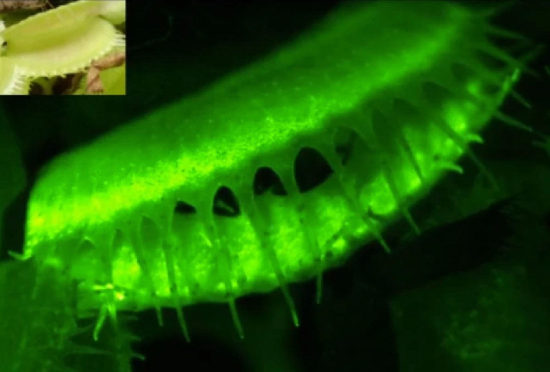 ونوس مگس‌خوار در آزمایشگاه از نظر ژنتیکی تغییر داده شد تا نور بدهد