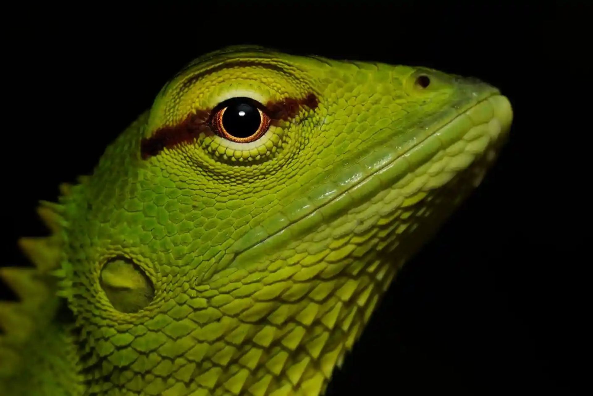 یک مارمولک جنگلی سبز 