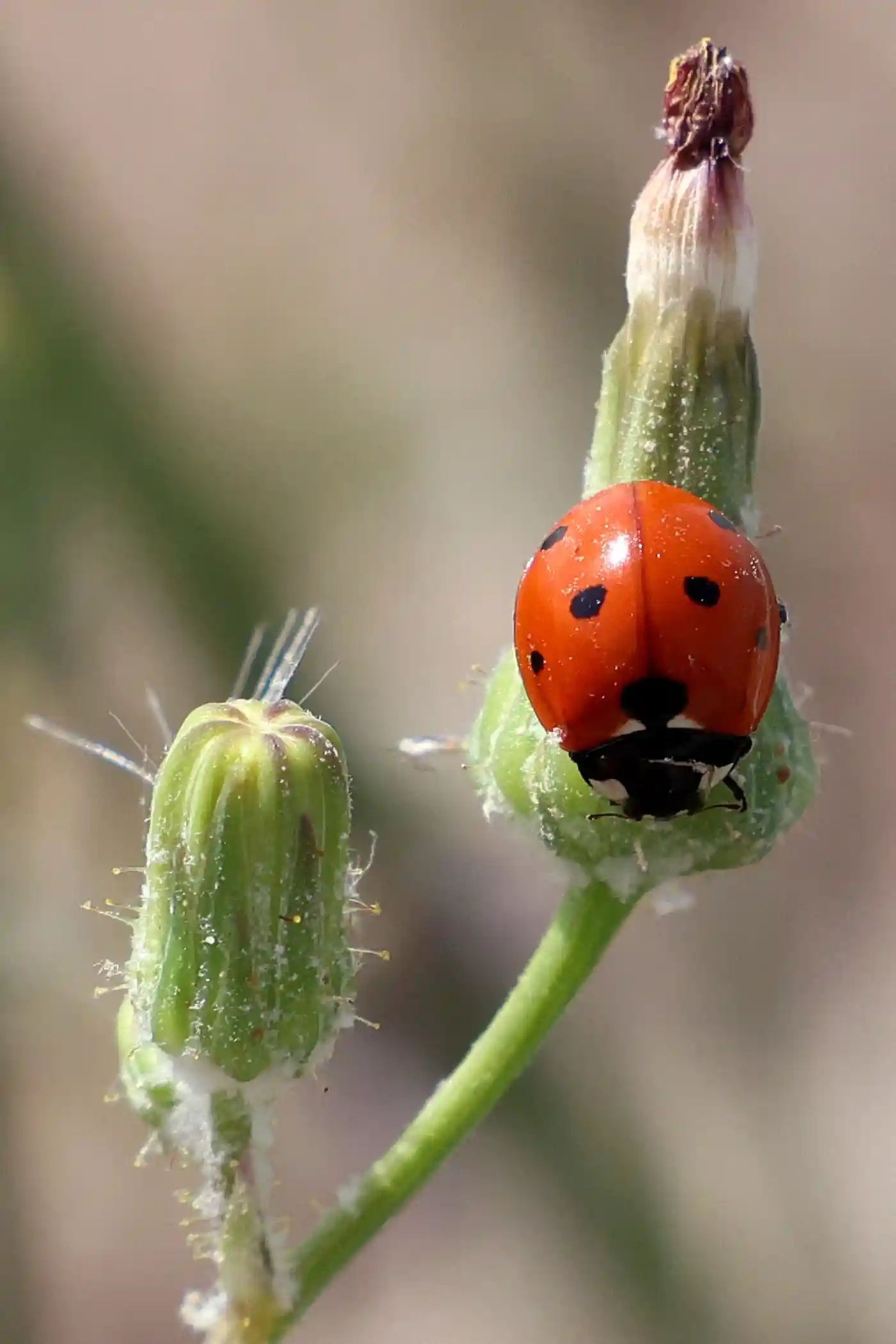 کفشدوزک روی یک شکوفه 