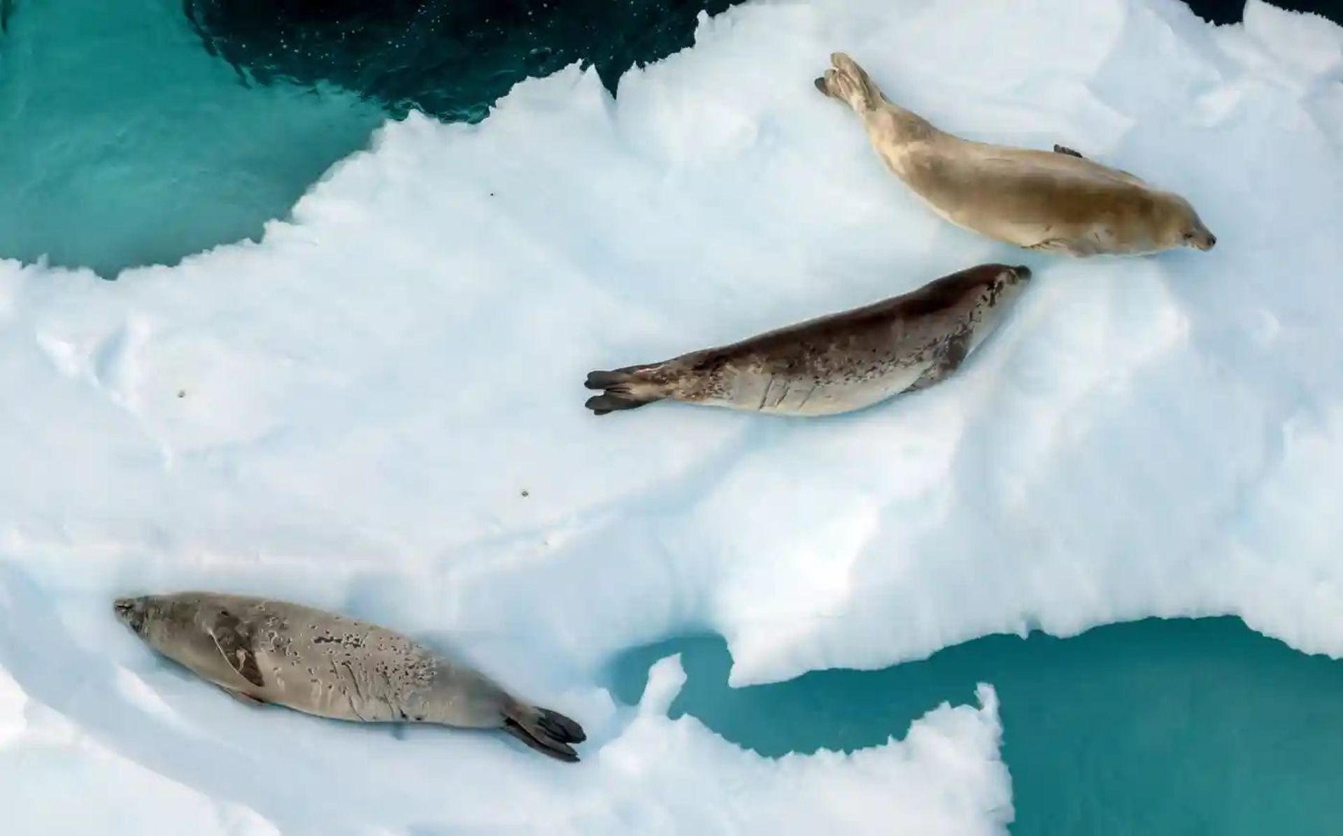 فک‌های خرچنگ‌خوار روی کوه یخی 