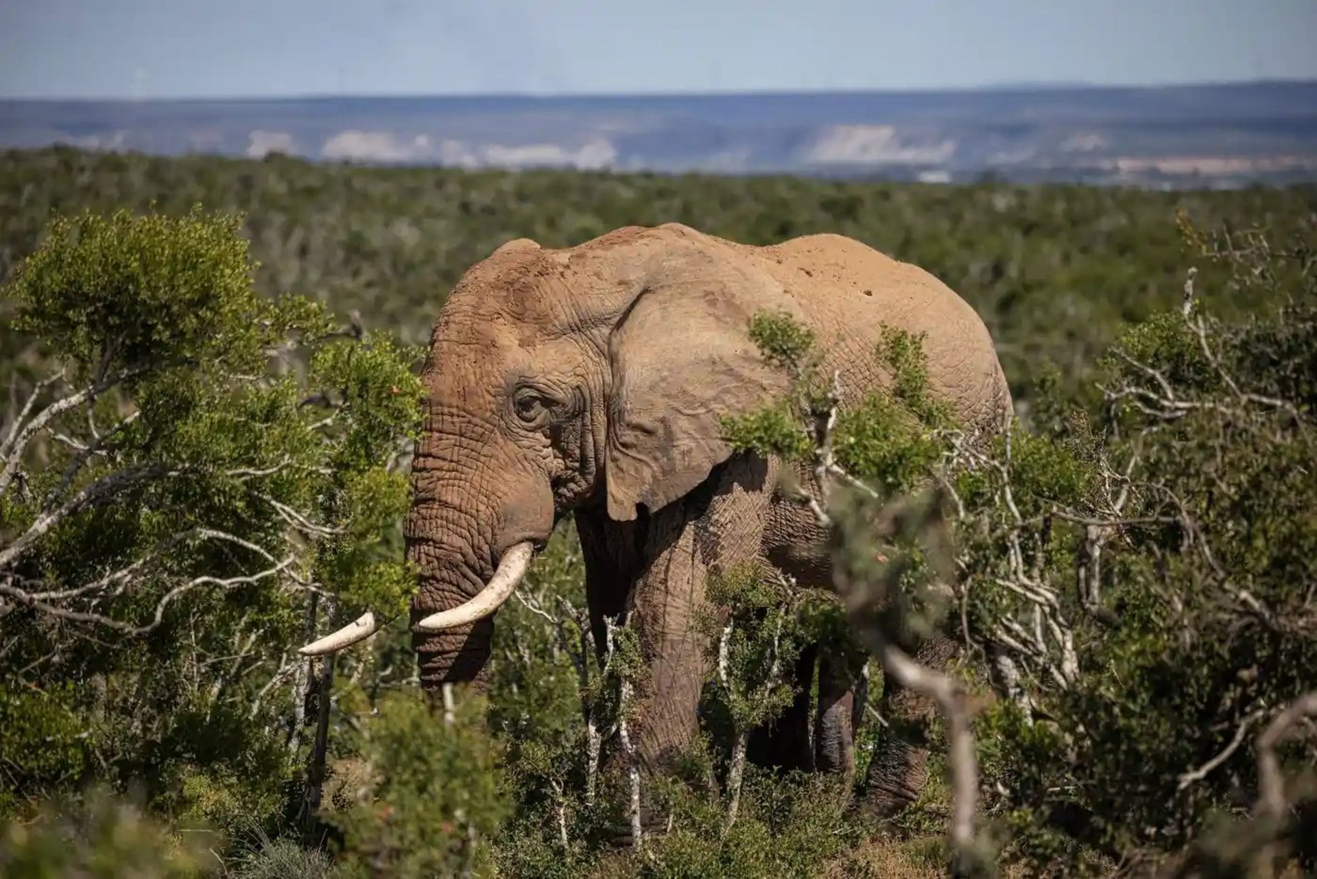 یک فیل در پارک ملی Addo در آفریقای جنوبی