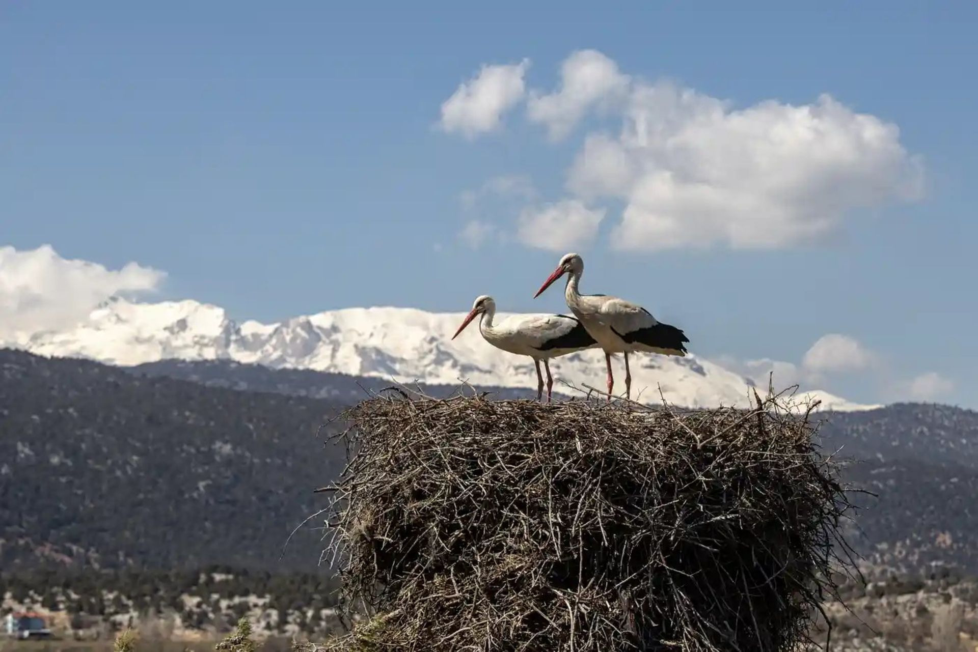 لک‌لک‌ها در قونیه ترکیه 