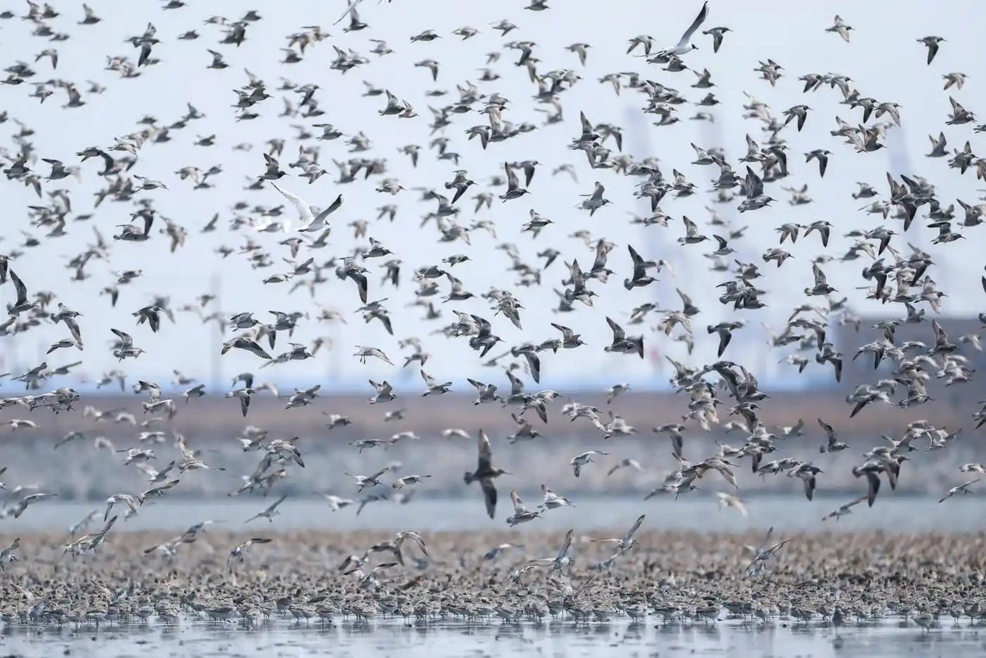 پرواز پرندگان مهاجر بر فراز تالاب رودخانه یالو در داندونگ چین