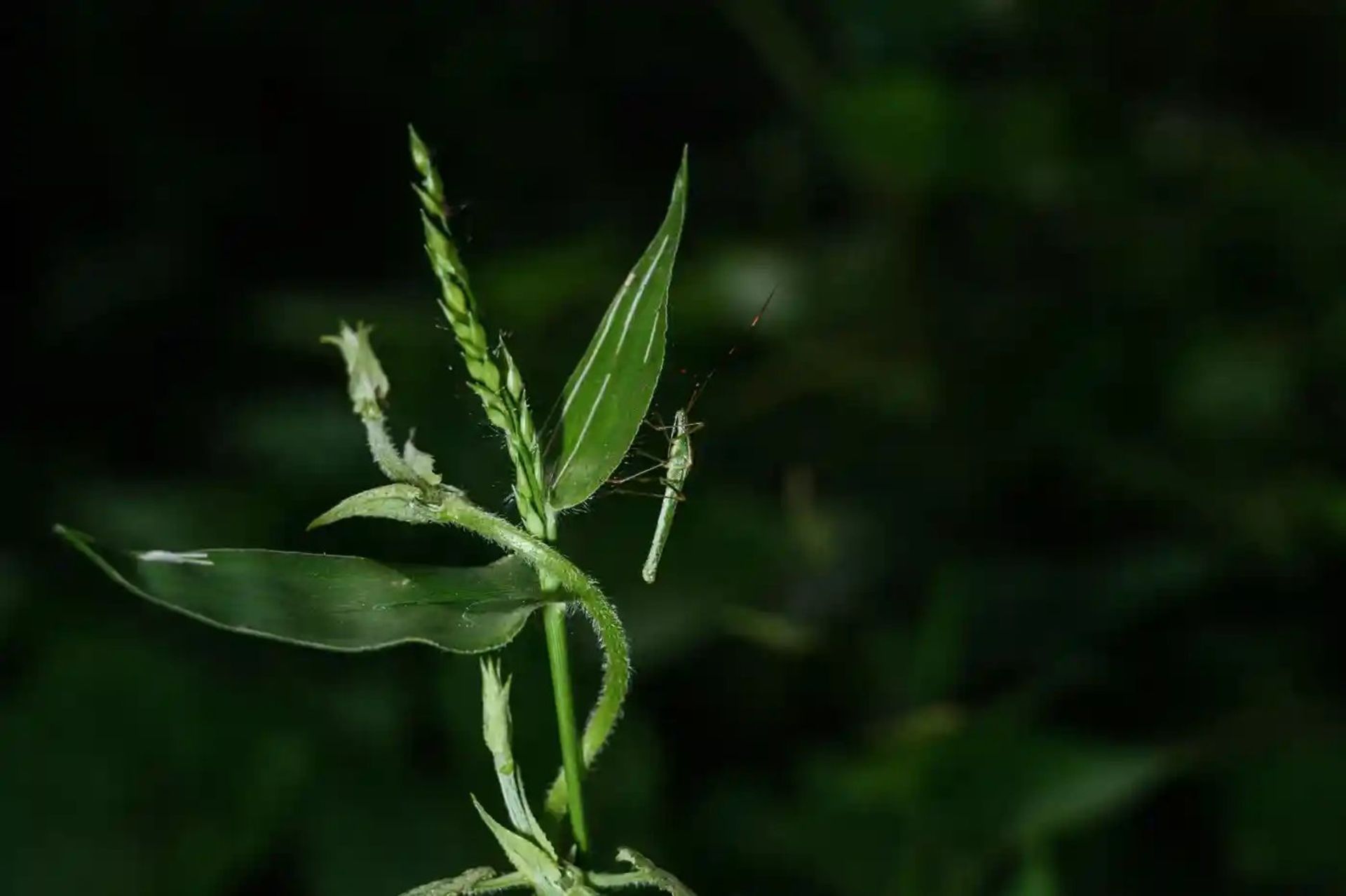 حشره برنج (Leptocorisa acuta) در جنگلی در بنگال غربی، هند