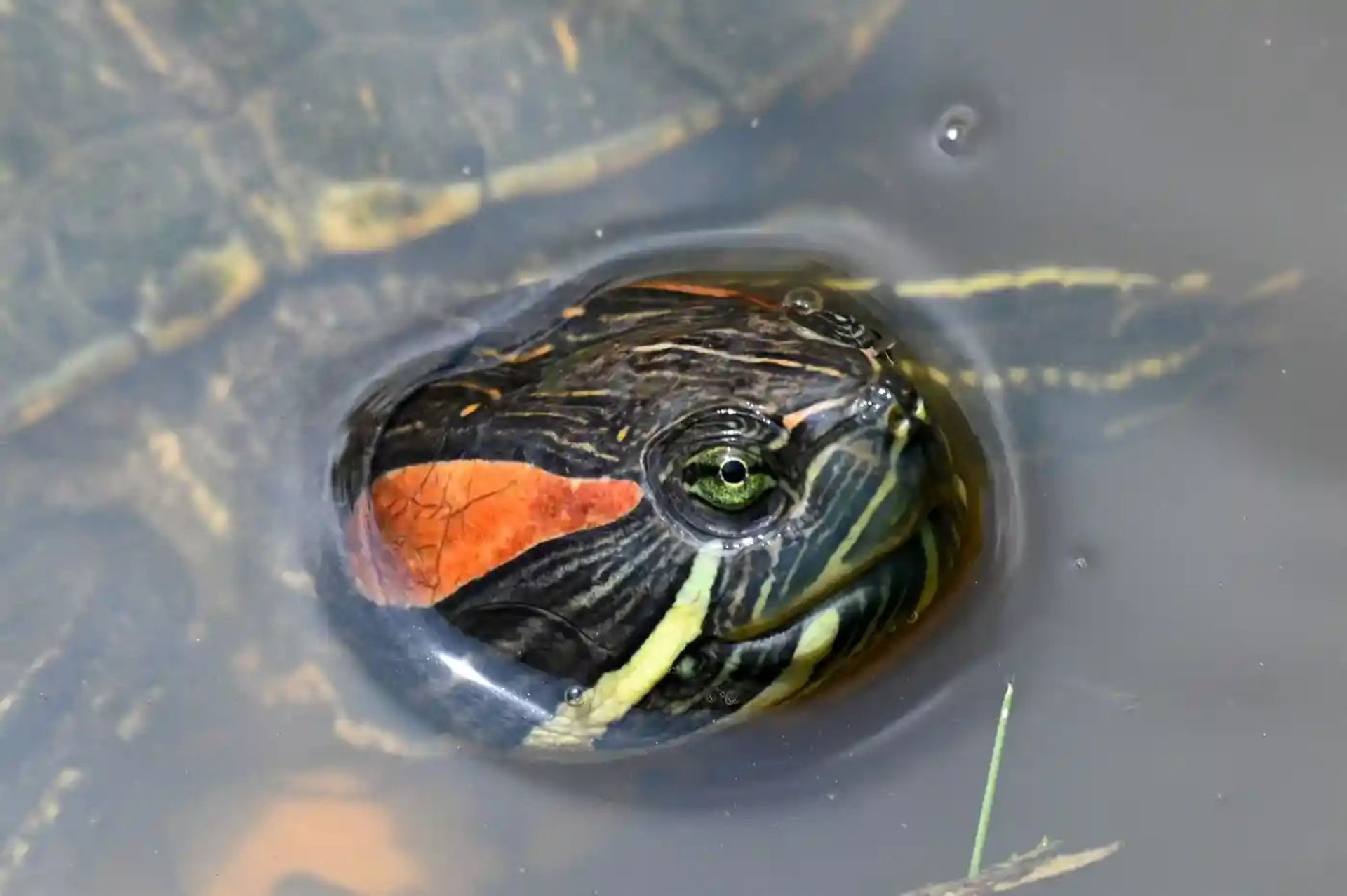 یک لاک‌پشت خاکی در پارک ساحل غربی سنگاپور