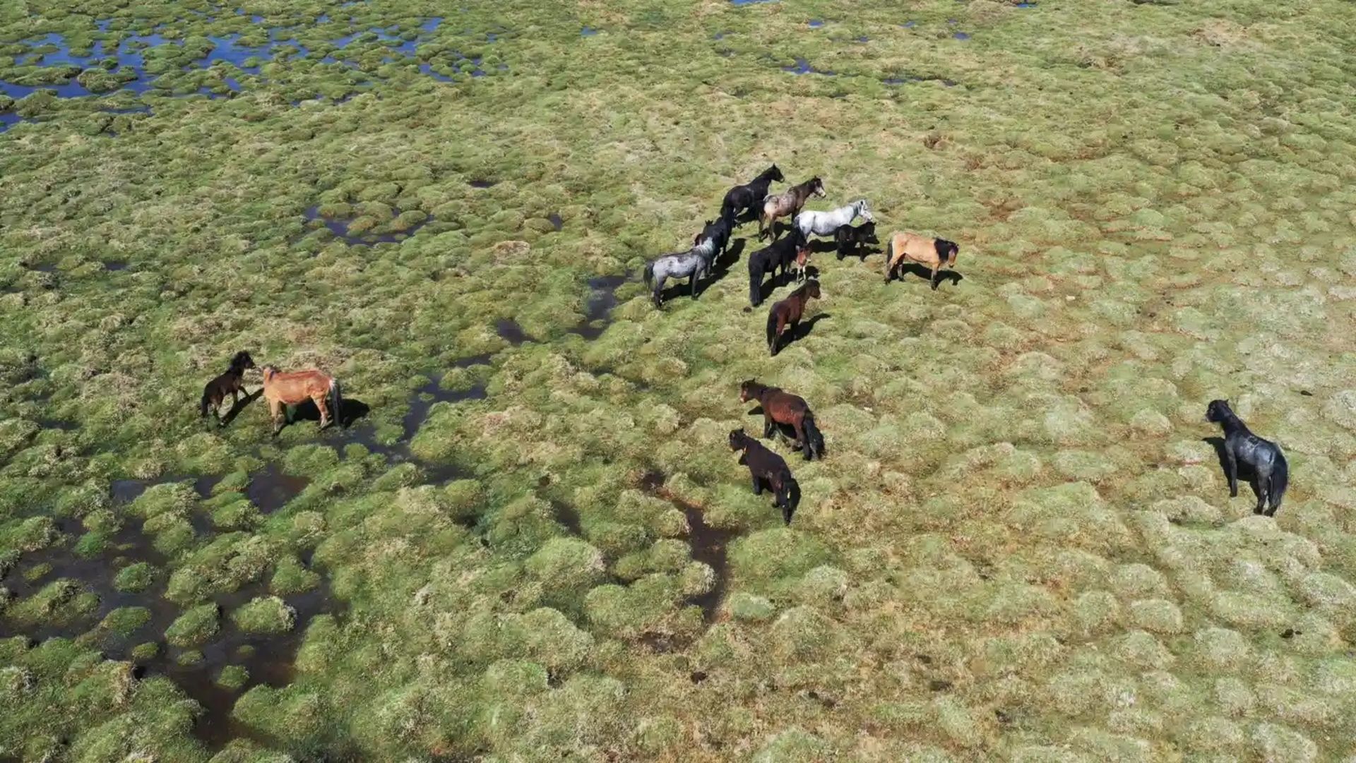 اسب های وحشی در تالاب‌های یانچیوان