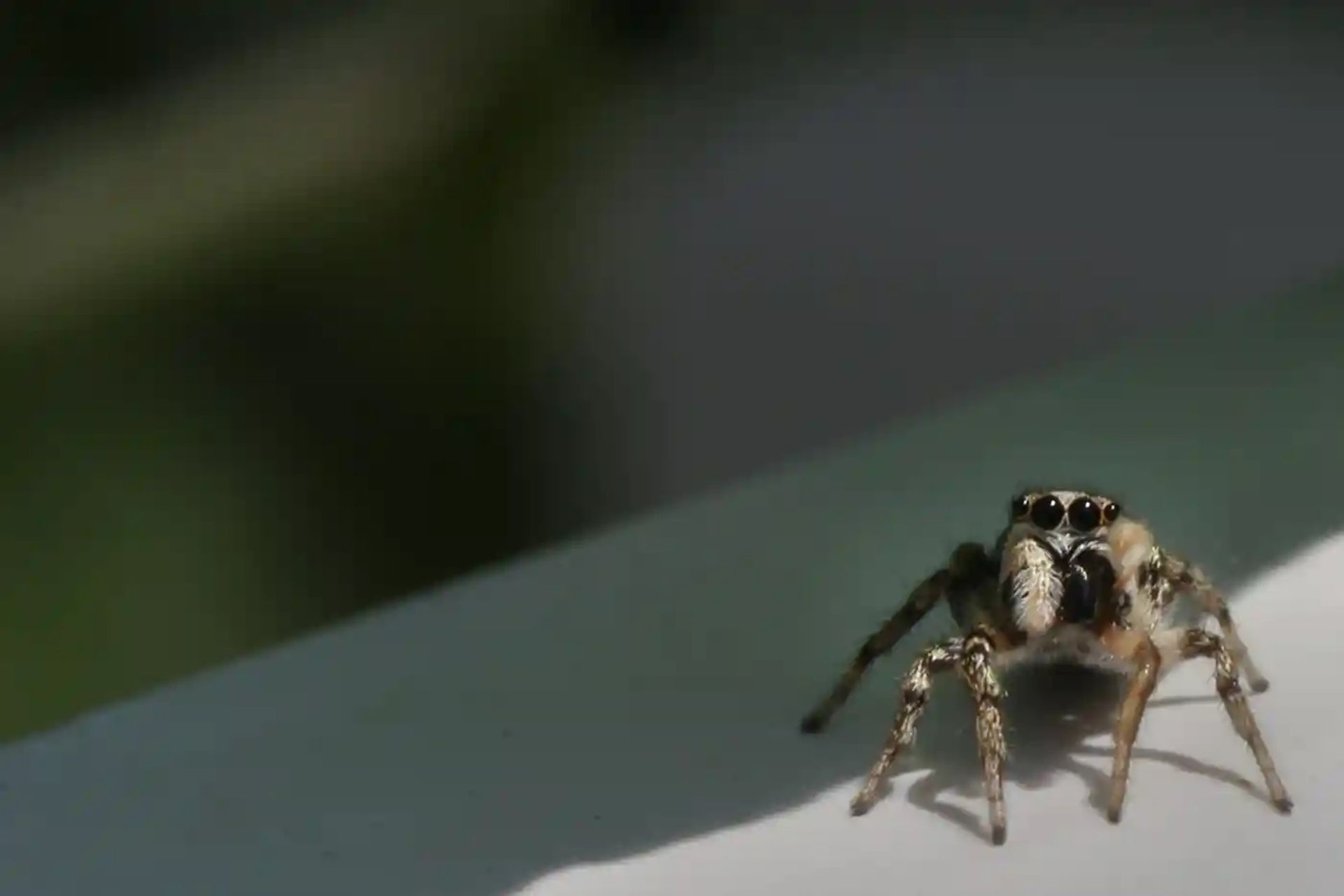 سلیم دم‌گوه‌ای 