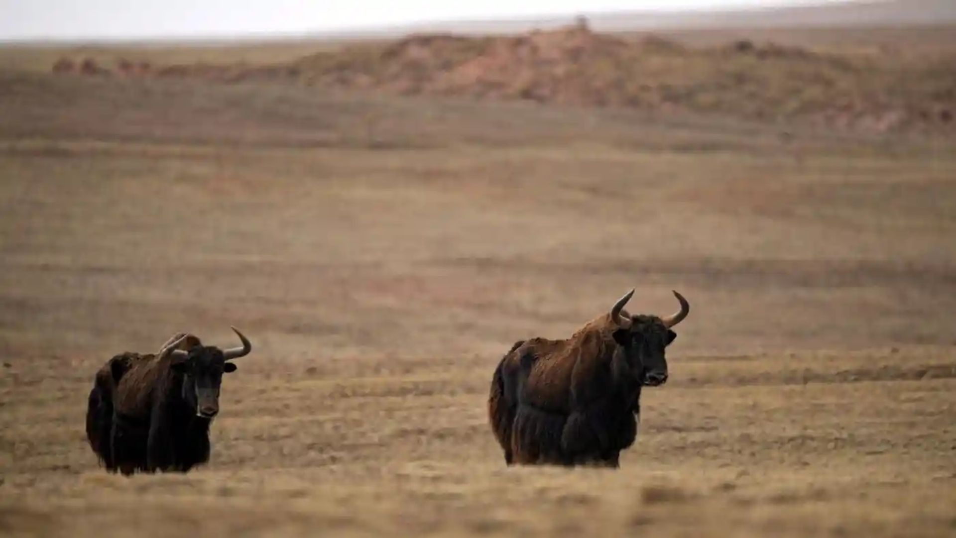 گاومیش وحشی در دشت