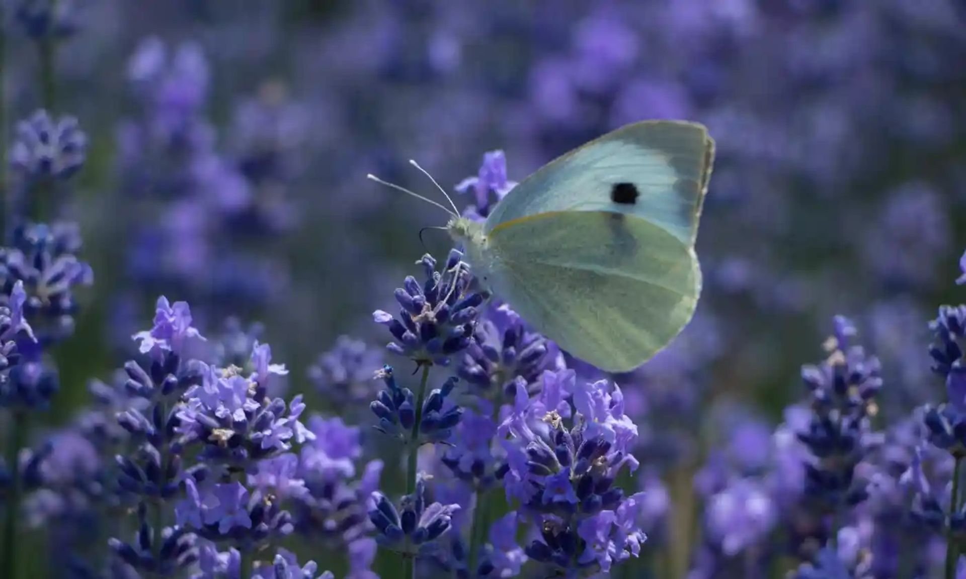 پروانه و اسطوخودوس 