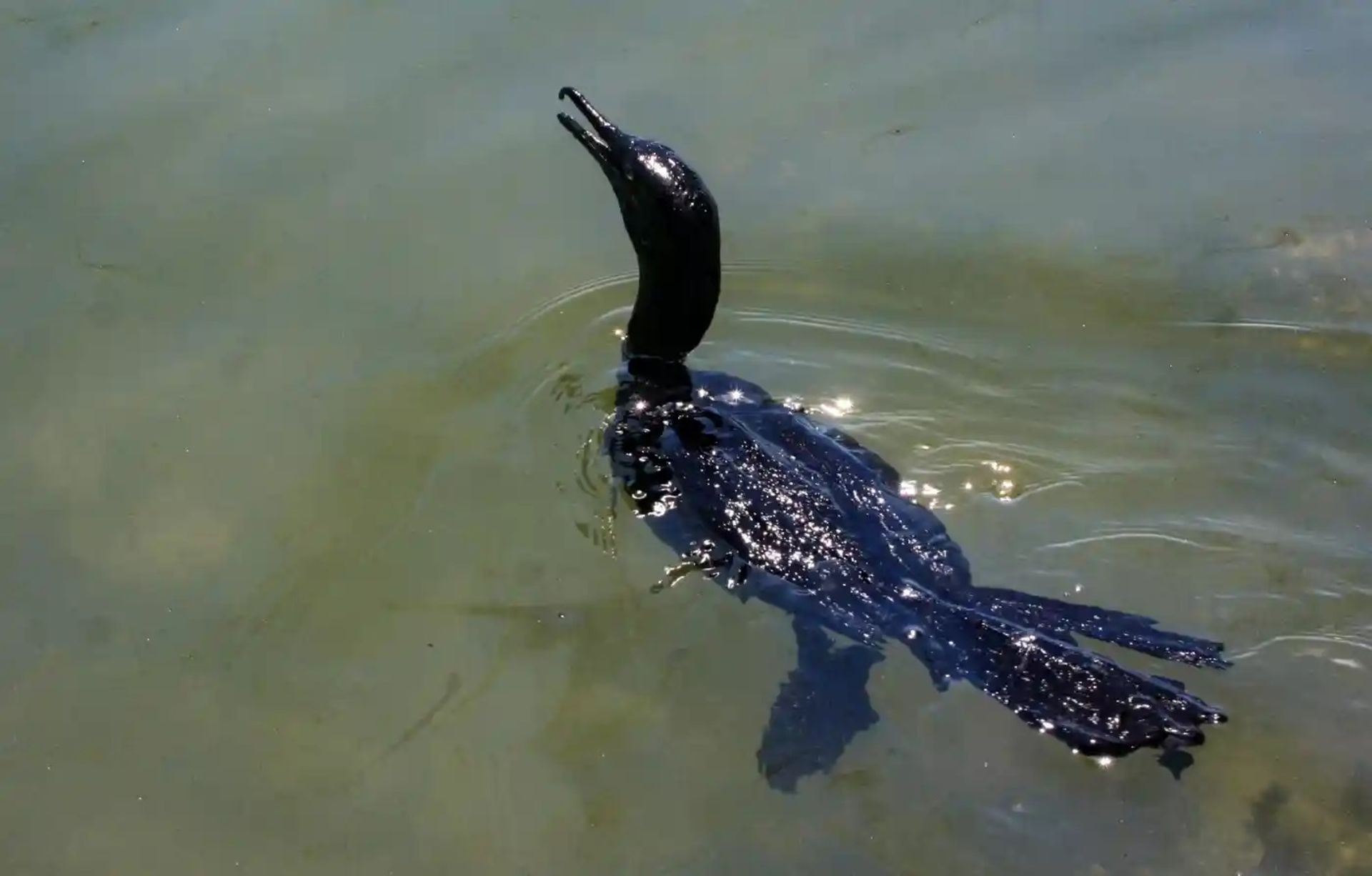 باکلان سیاه آغشته به نفت