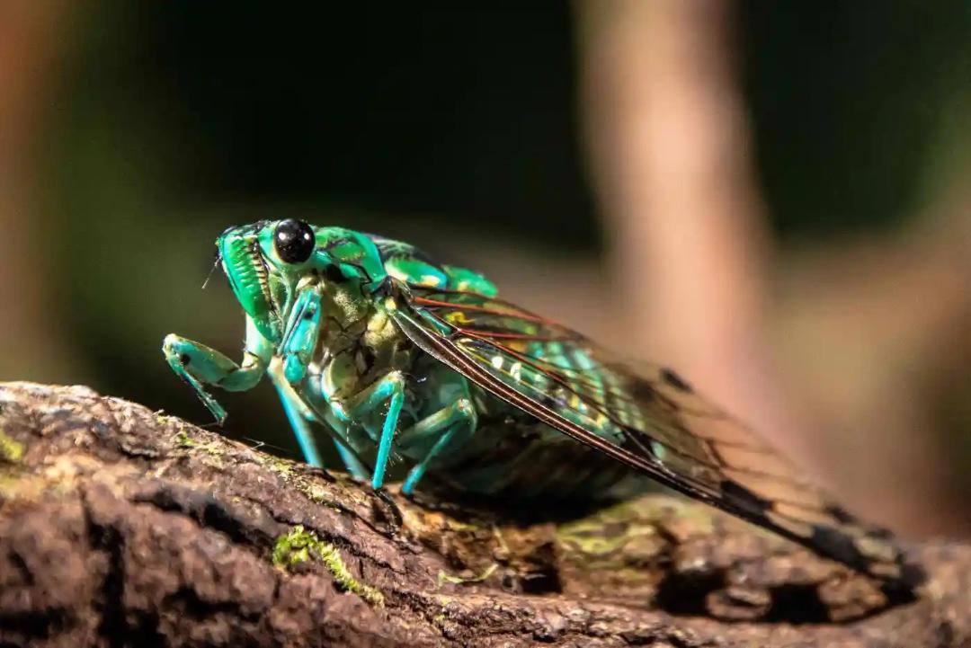 سیکادا 
