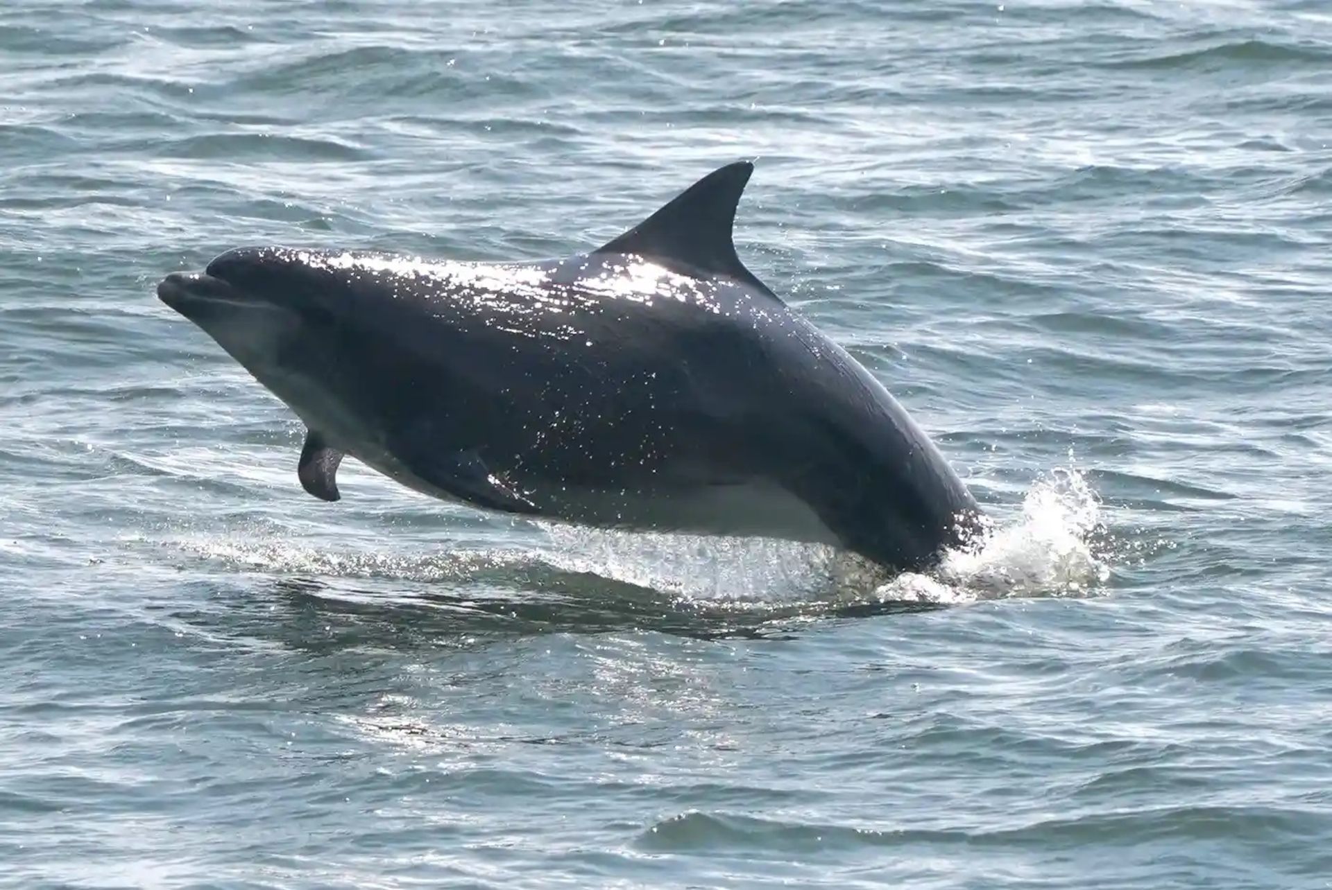 لاک‌پشت‌های دریایی 