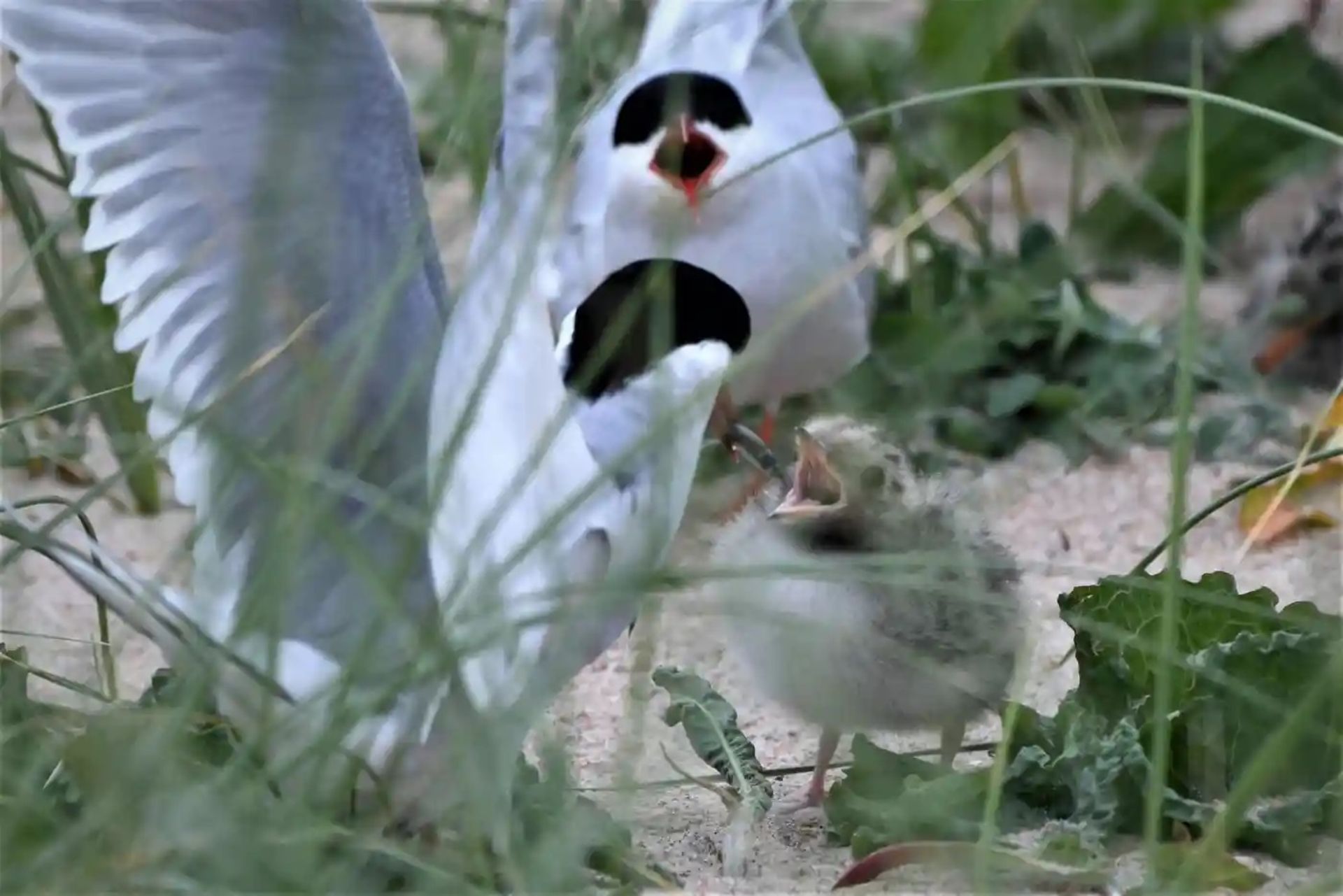 یک جوجه پرستوی‌دریایی قطبی