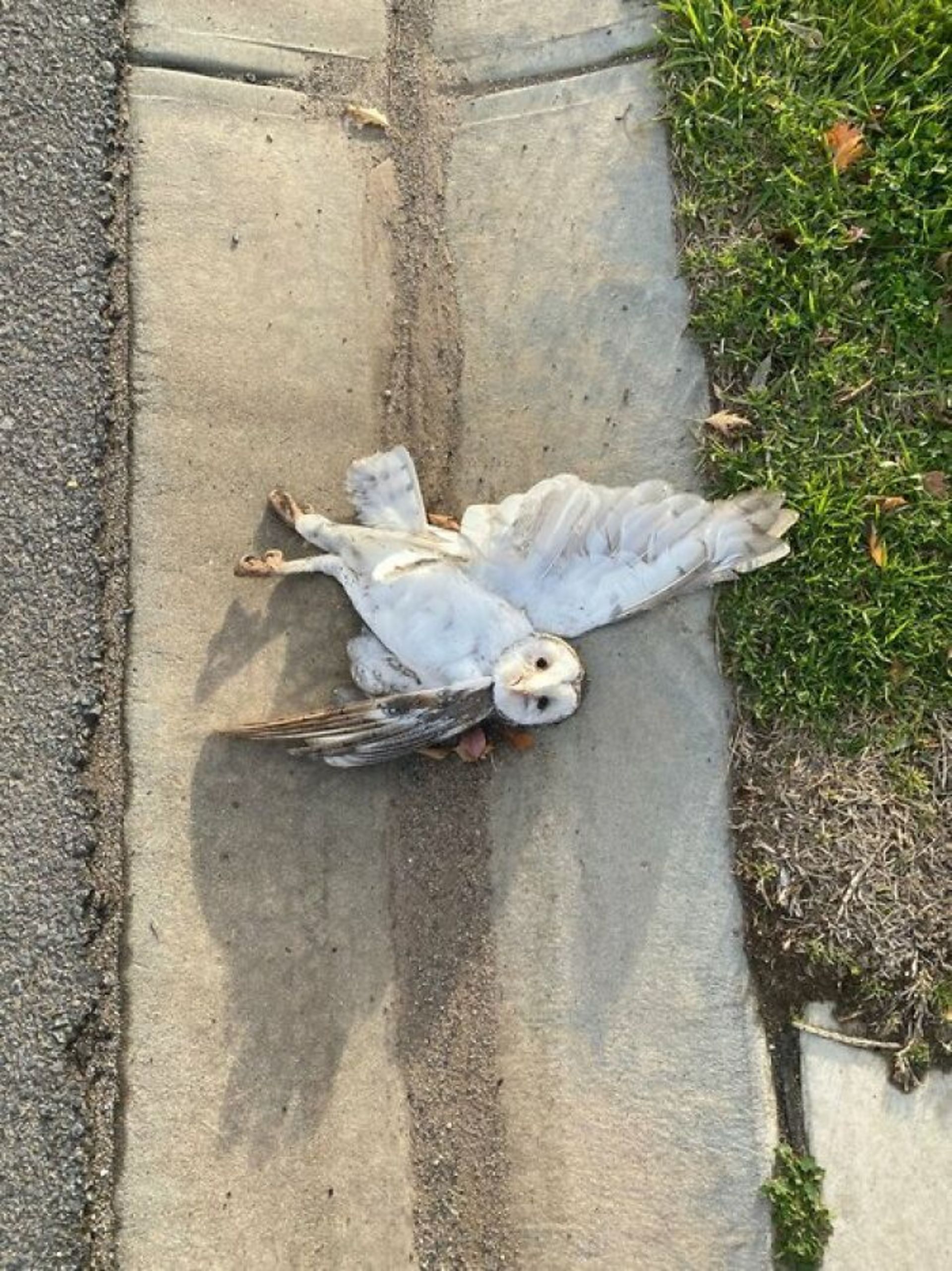 جغد مرده در جوب