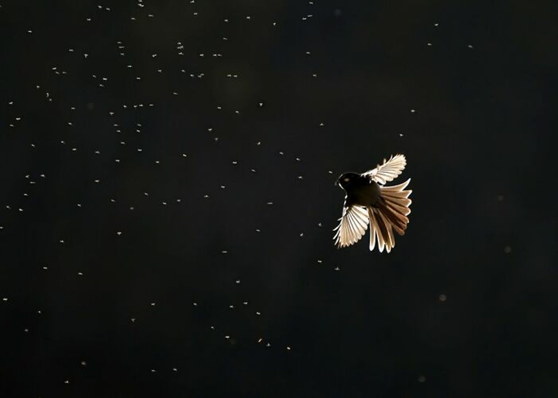 دم‌بادبزنی خاکستری