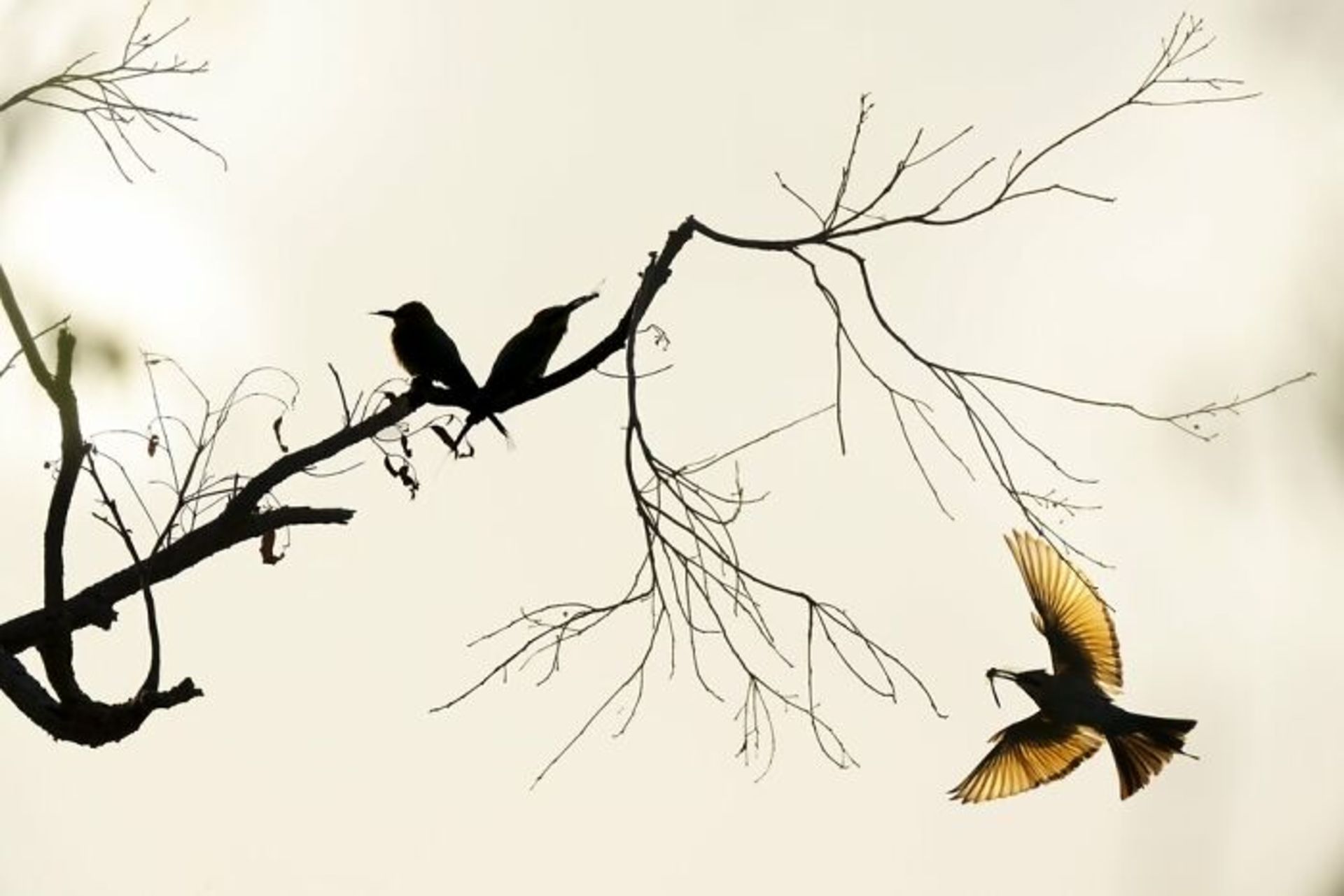 زنبورخوار رنگین‌کمانی مادر در حال غذا بردن برای جوجه ها