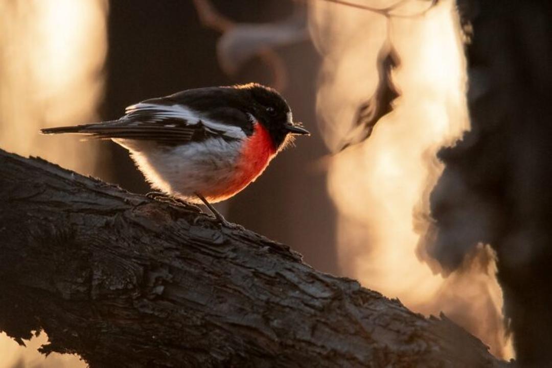 نیمرخ سینه‌سرخ روی شاخه