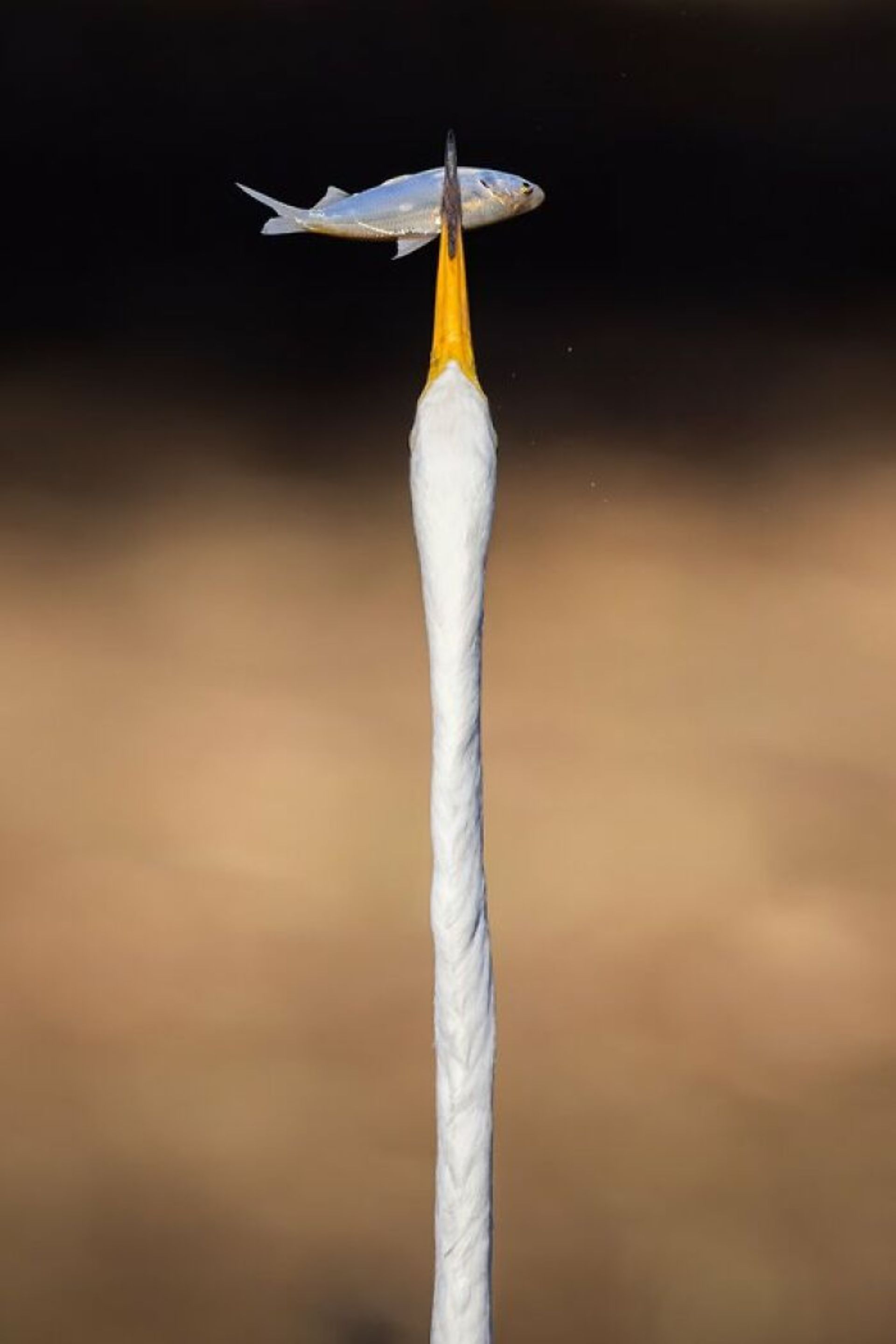 حواصیل در حال بلعیدن ماهی