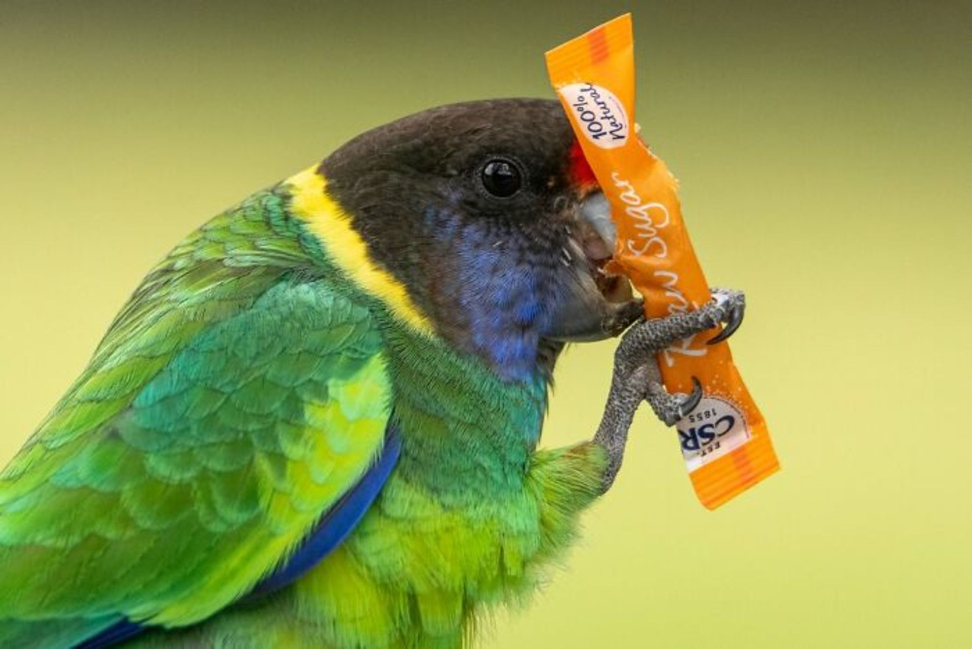 طوطی گردن حلقه‌ای استرالیایی در حال خوردن شکر