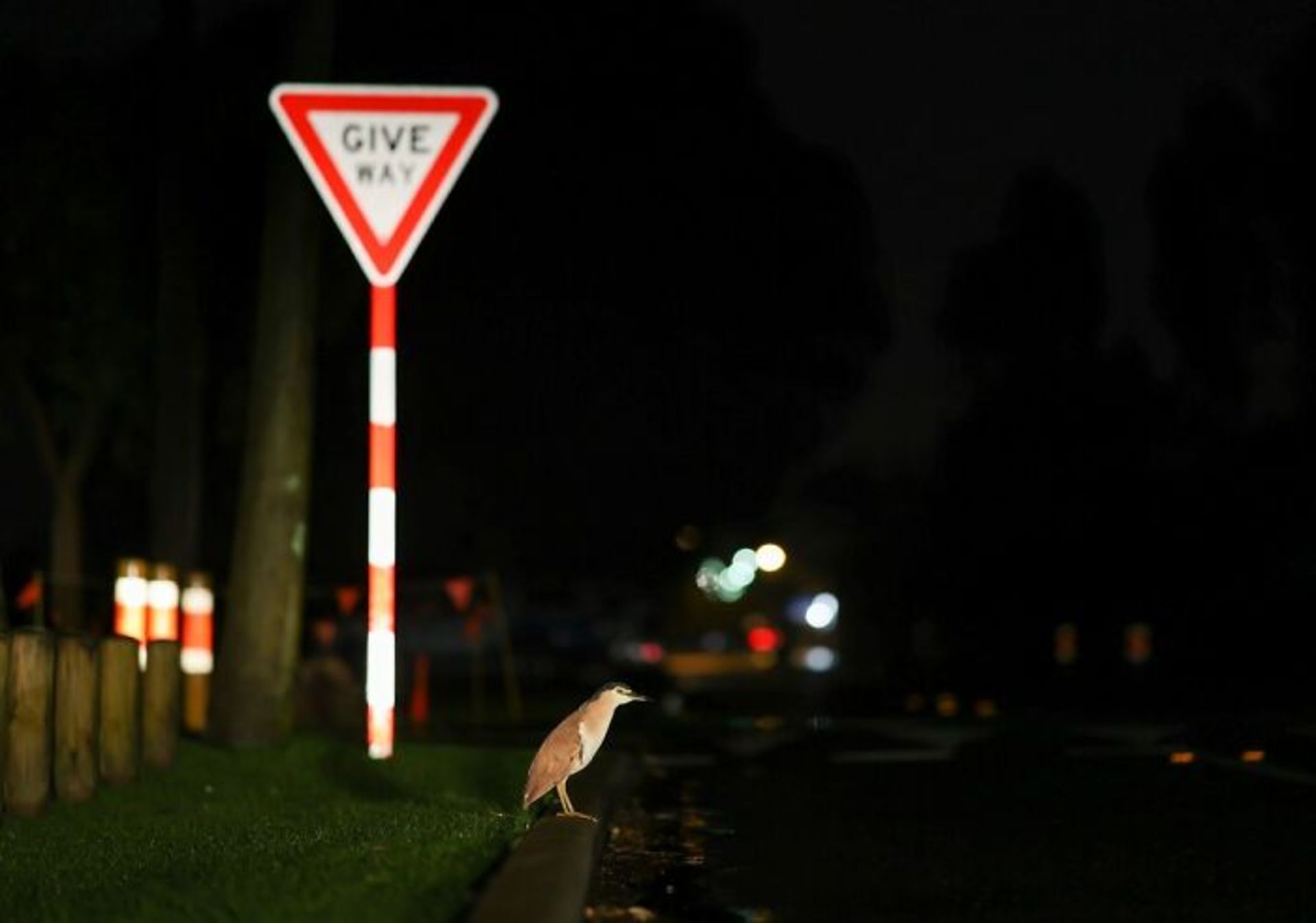 حواصیل شب در تاریکی کنار خیابان