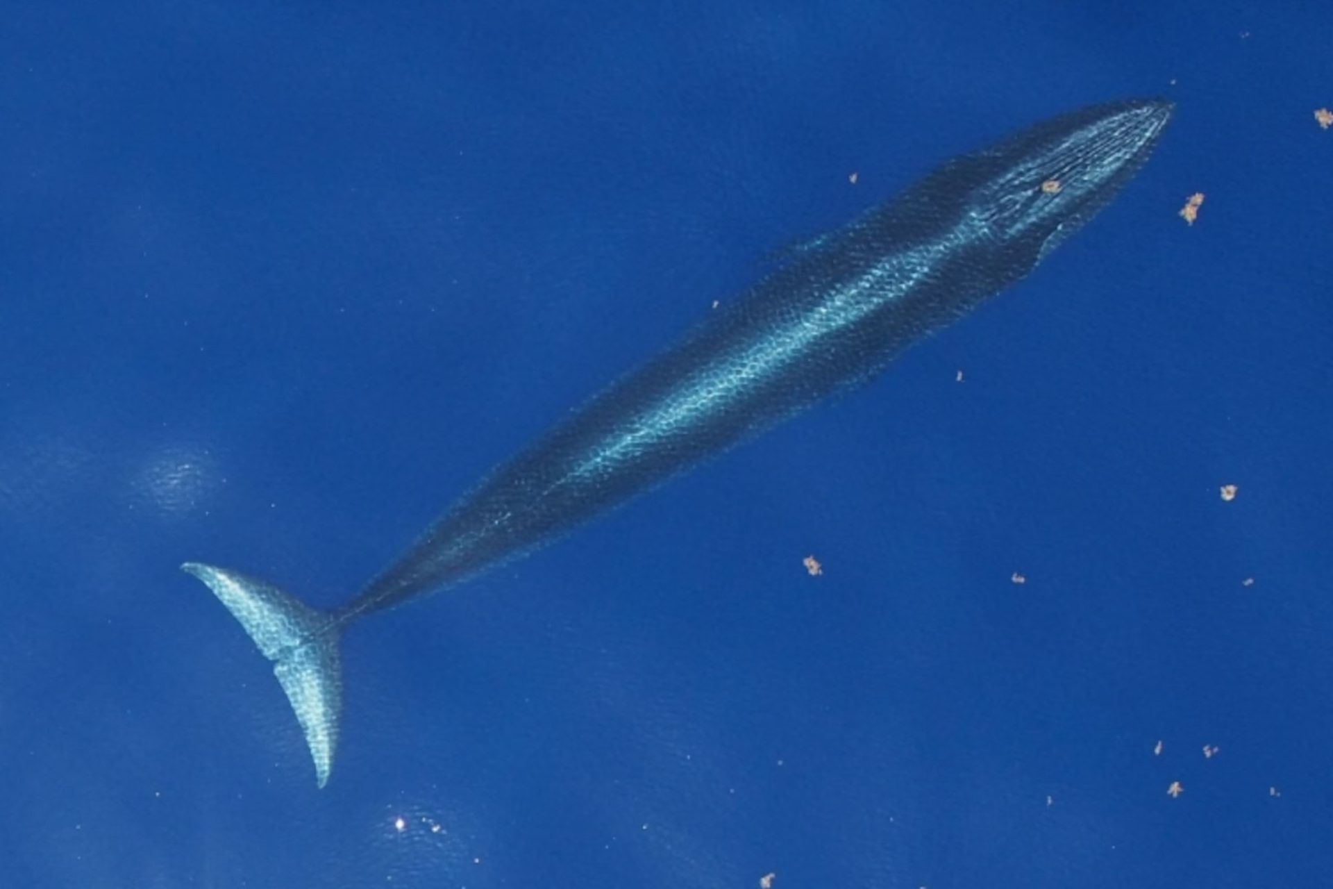 نهنگ رایس (Balaenoptera ricei)، که قبلاً نهنگ براید خلیج مکزیک نامیده می‌شد، زیر سطح آب در خلیج مکزیک شنا می‌کند.
