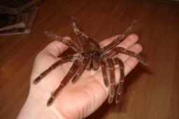بزرگترین عنکبوت جهان کدام است؟