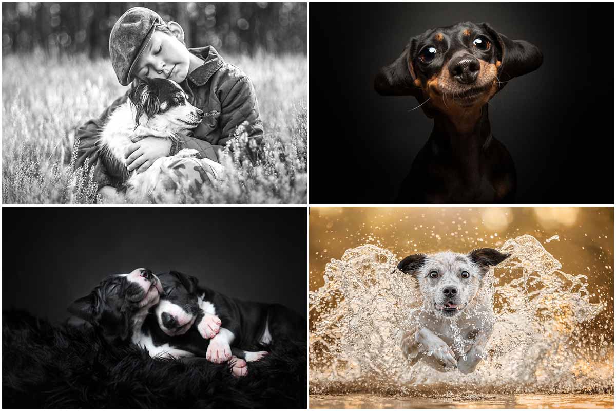 برندگان دوست‌داشتنی مسابقه عکاسی از سگ‌ها ۲۰۲۳