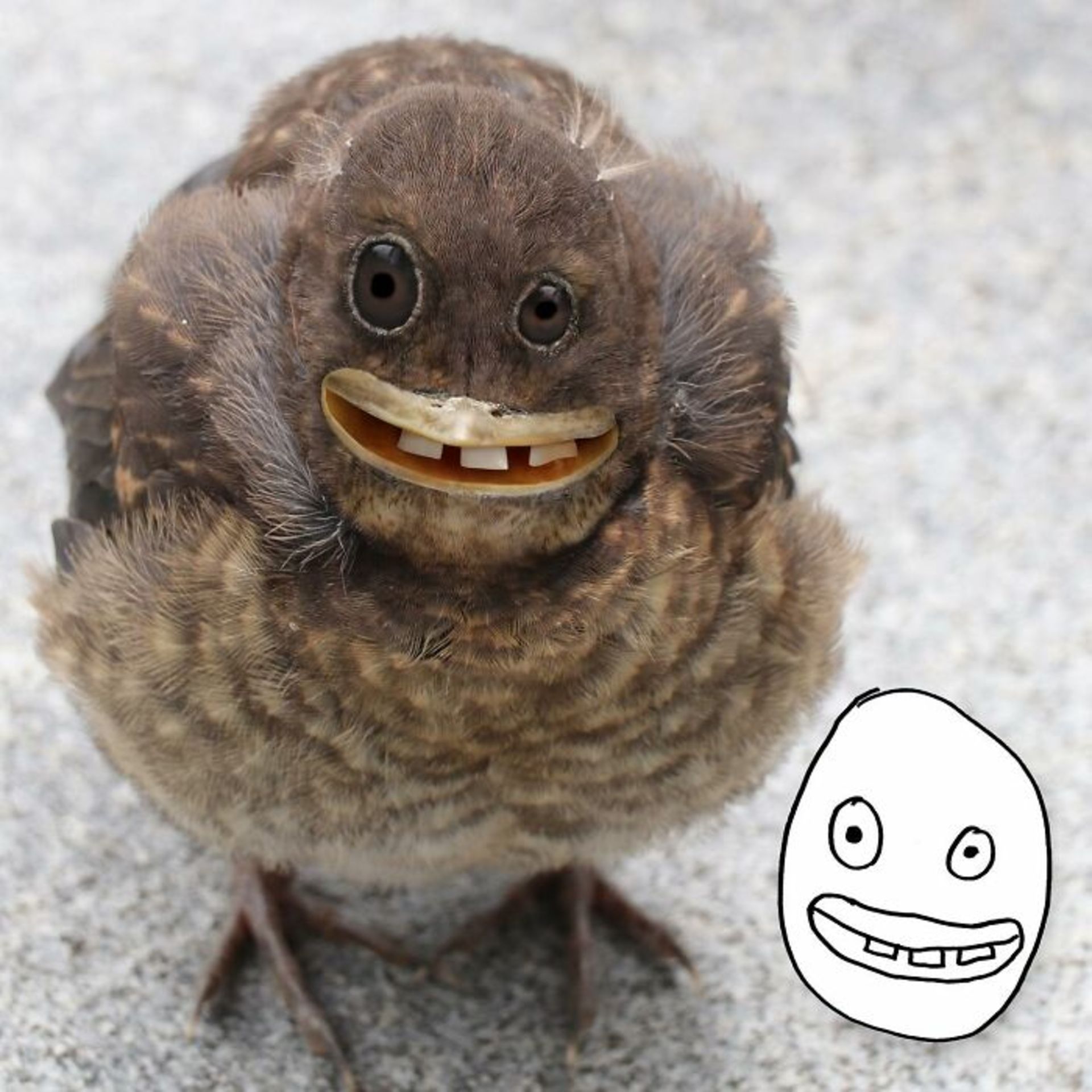 زنده کردن نقاشی کودکان با فتوشاپ - پرنده